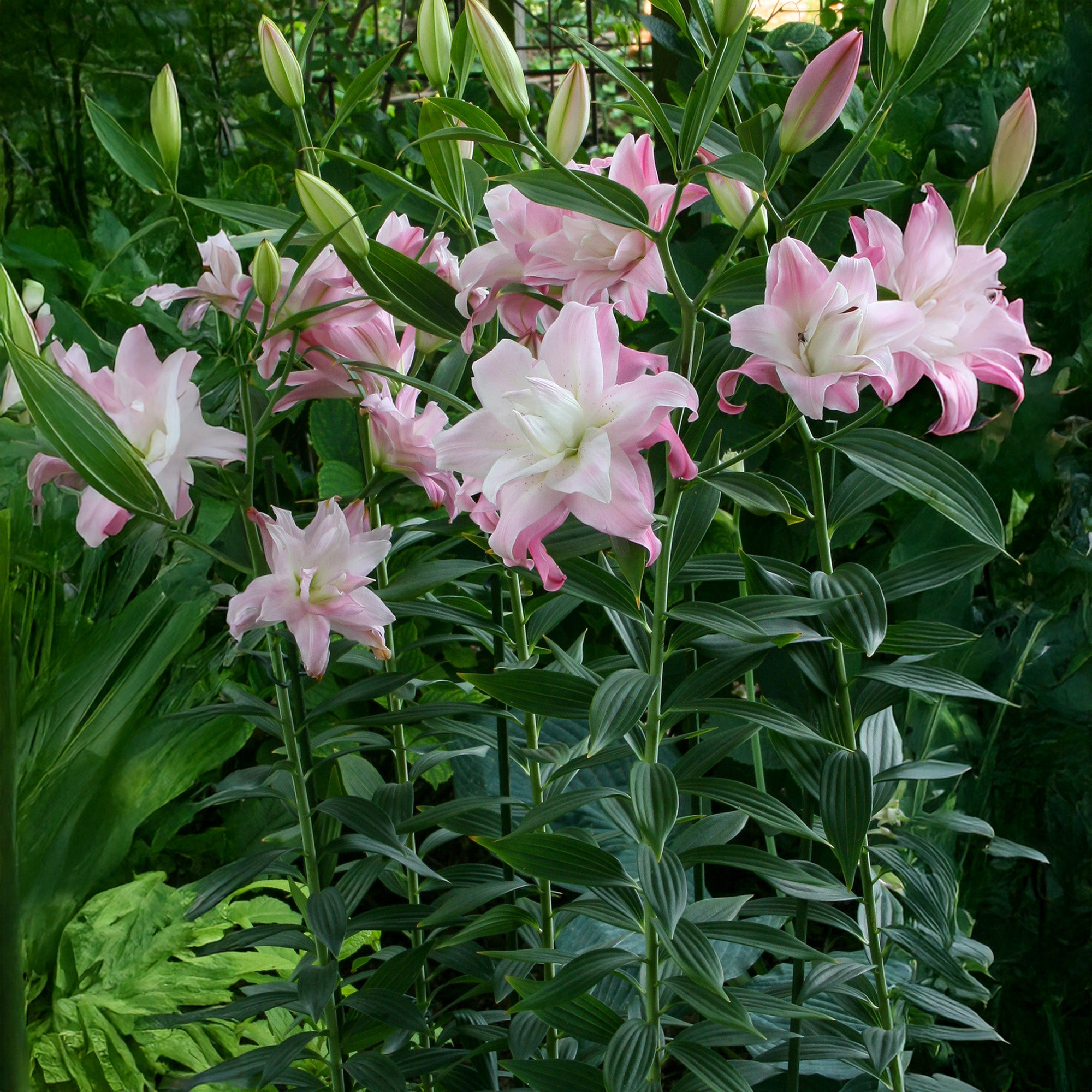 Lilium Lotus Queen (2 Bulbs)