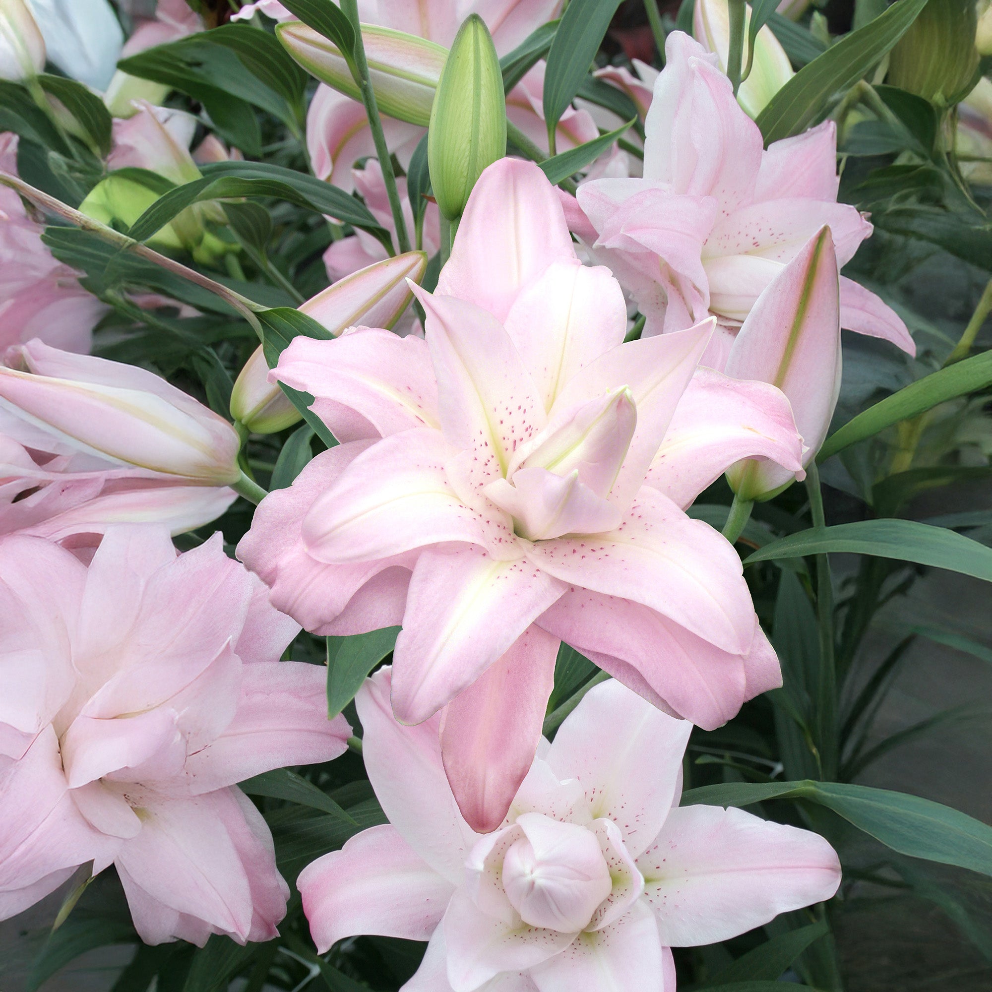 Lilium Lotus Queen (2 Bulbs)