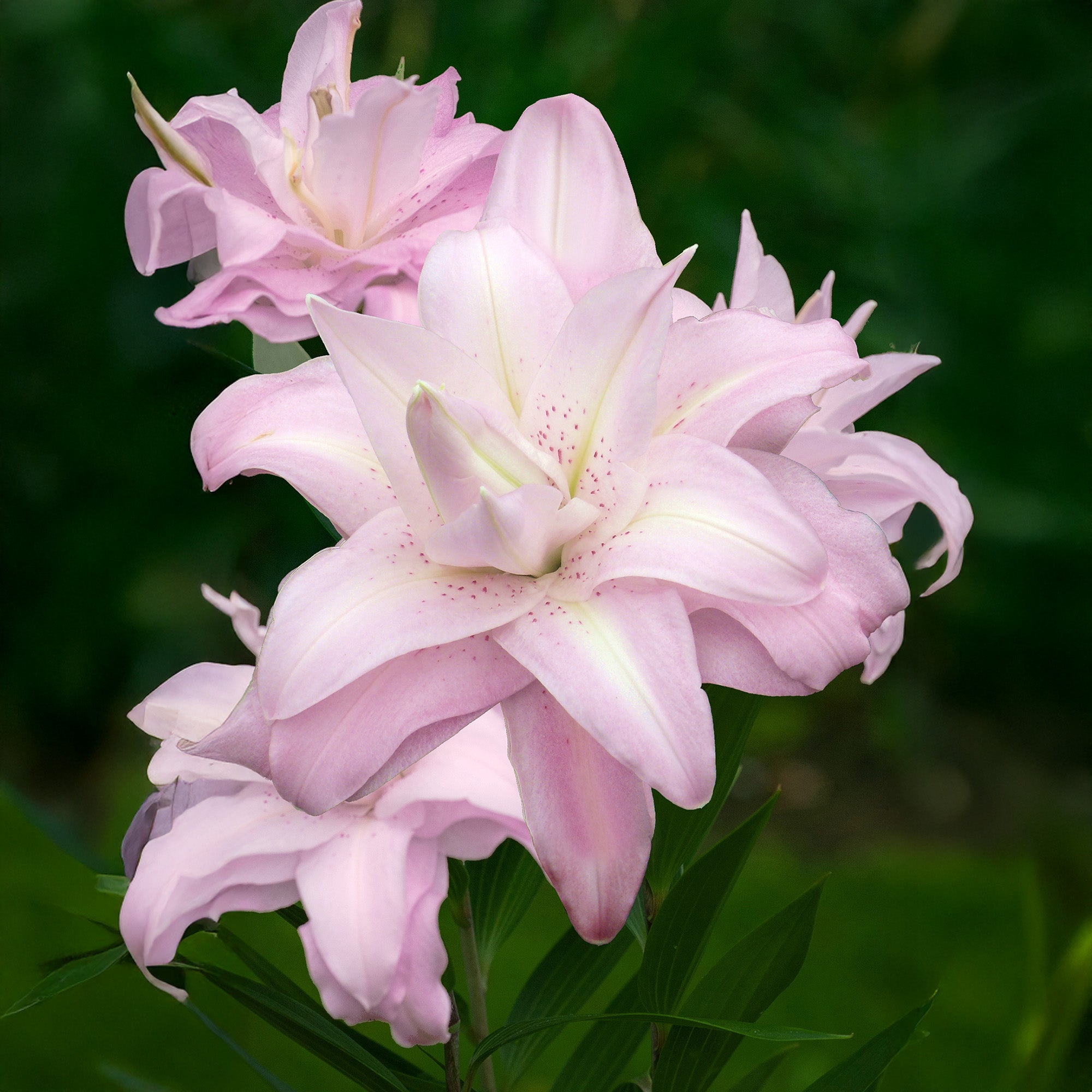 Lilium Lotus Queen (2 Bulbs)