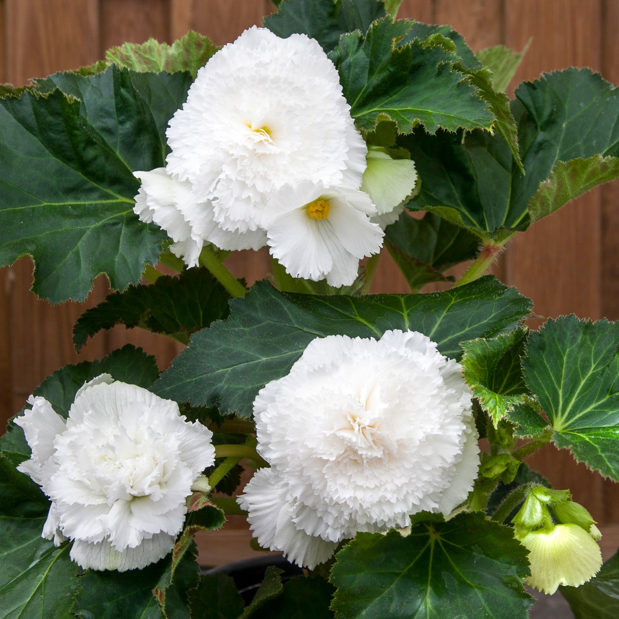 Begonia dinnerplate ruffled white