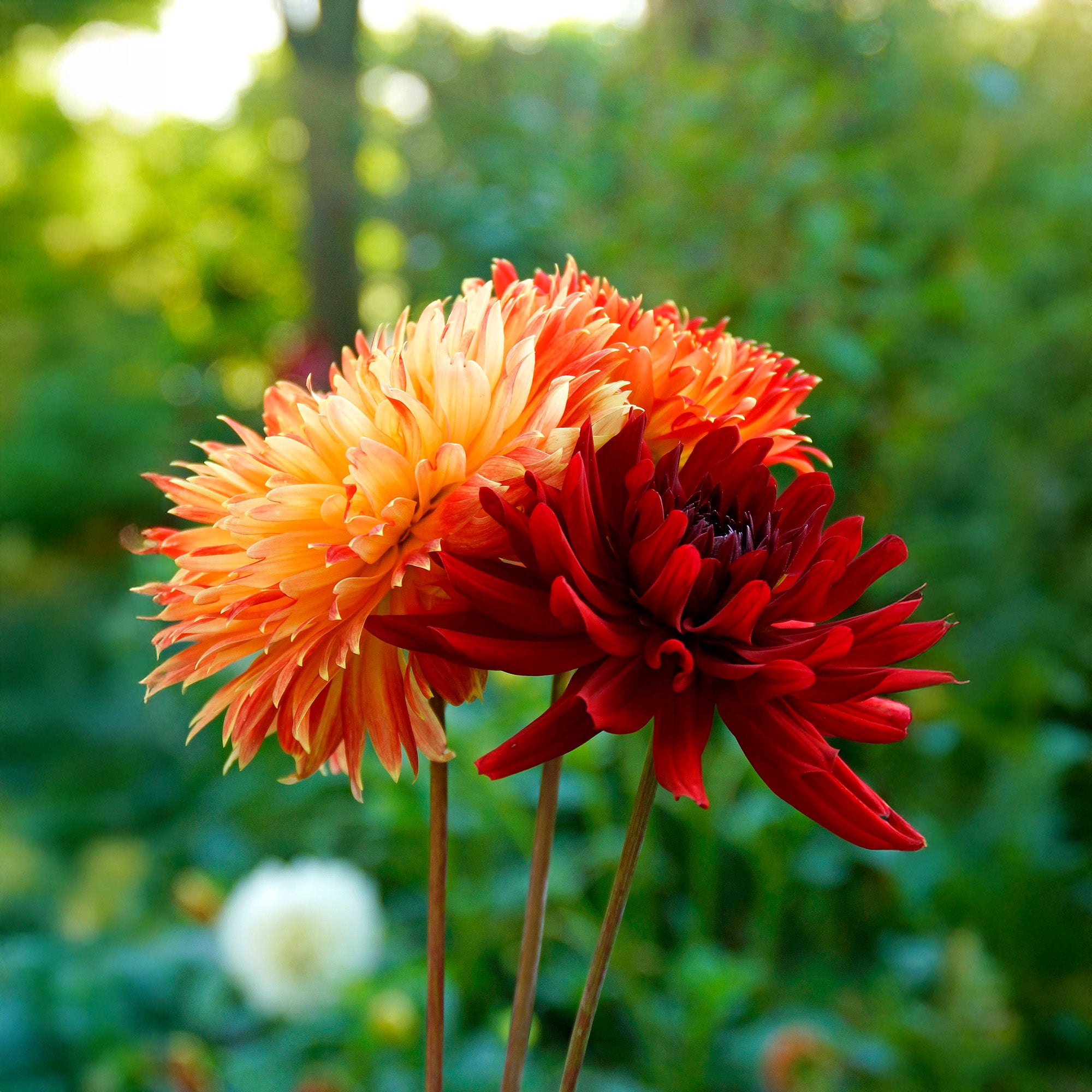 Dahlia Decorative Burning Love (1 Bulb)