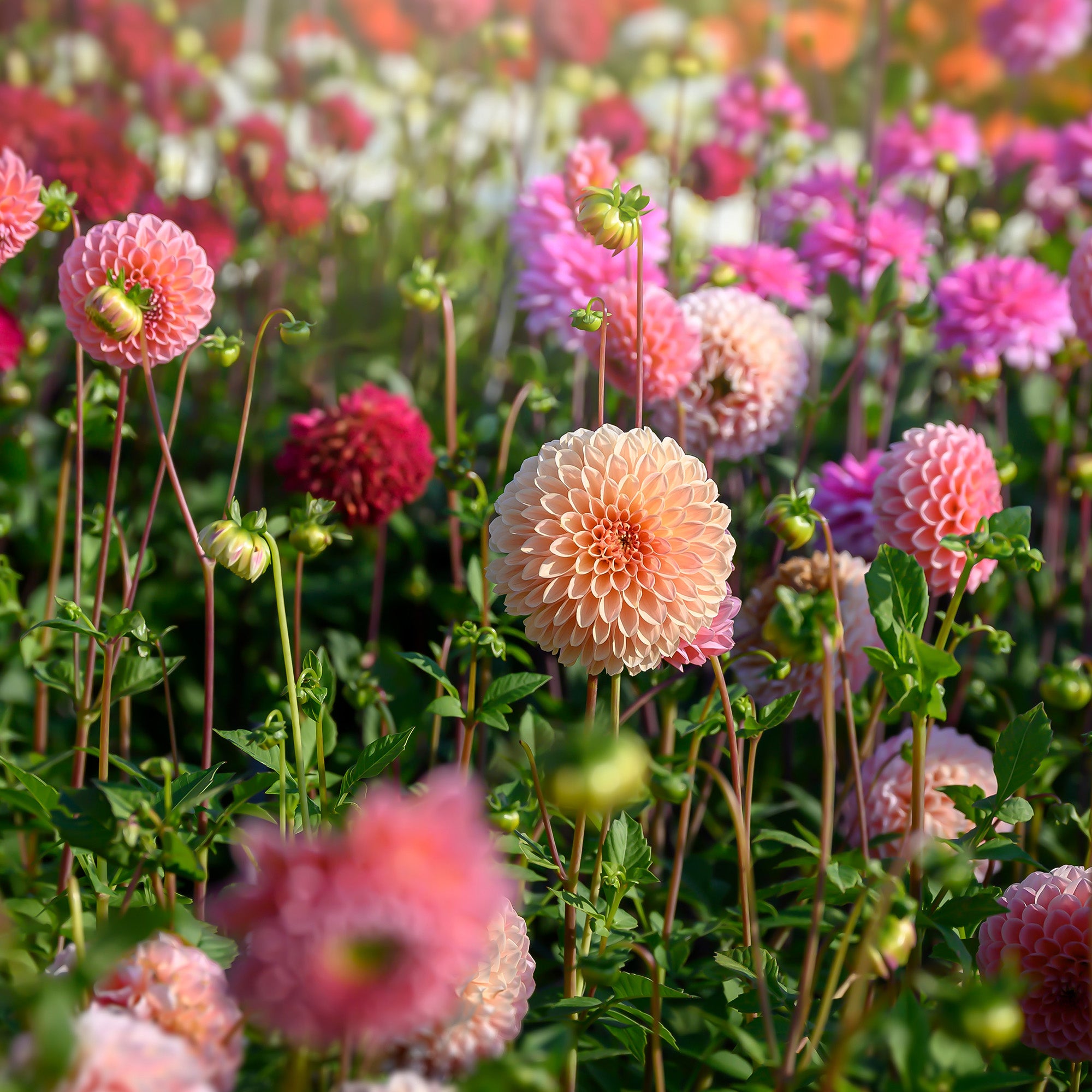 Dahlia Pompon Nathalie G (1 Bulb)