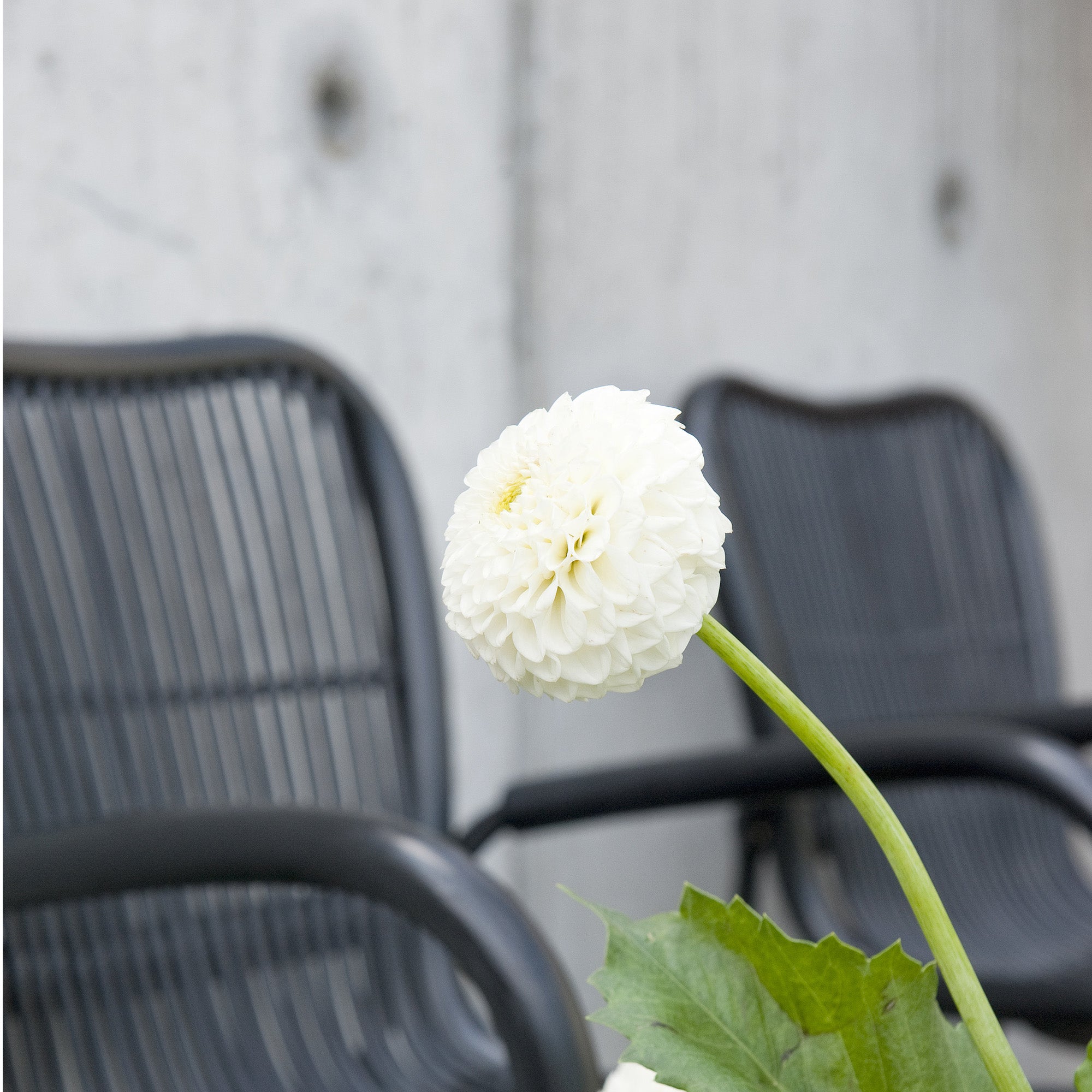 Dahlia Pompon Snowflake (1 Bulb)