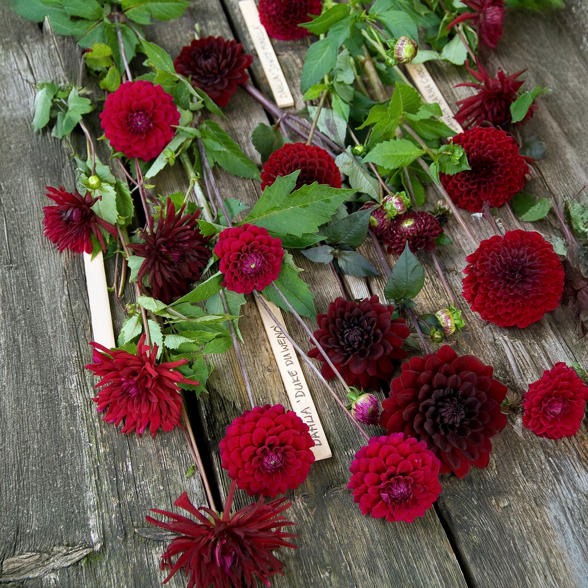Dahlia Nuit D'Été (1 Bulb)