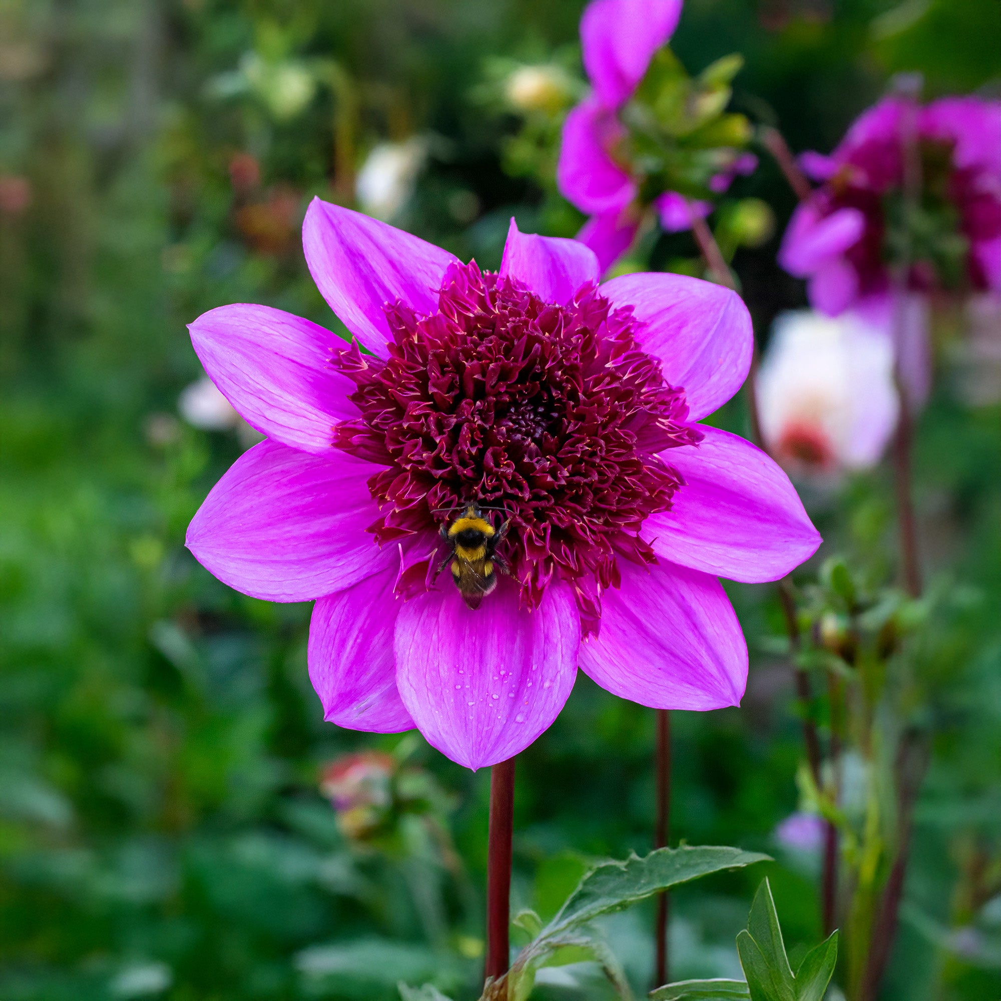 Dahlia Mignon Blue Bayou (1 Bulb)