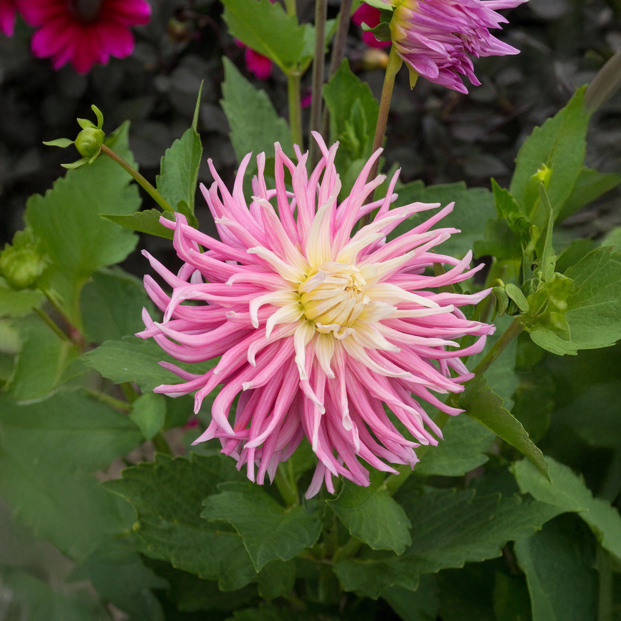 Dahlia Cactus Stars Favourite (1 Bulb)