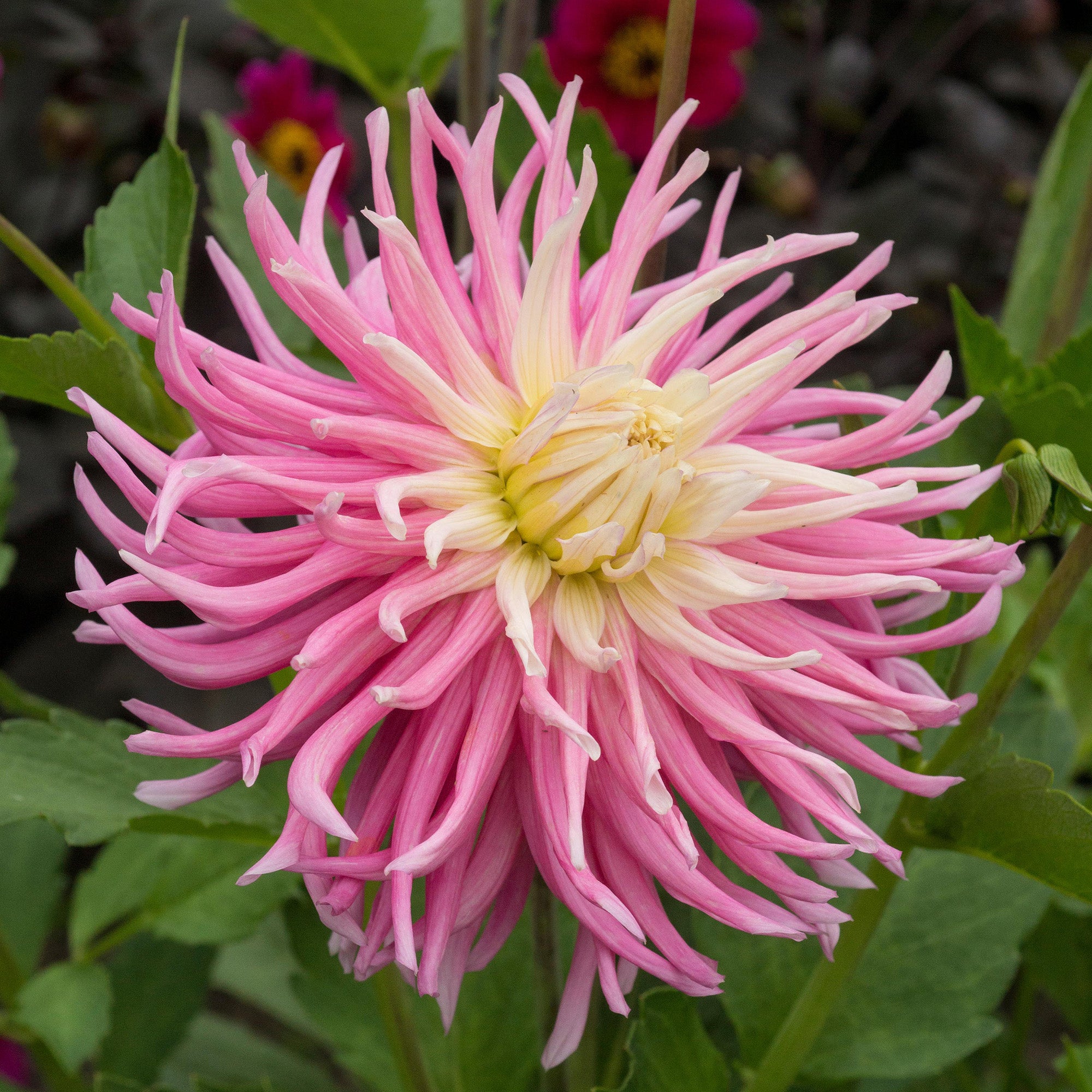 Dahlia Cactus Stars Favourite (1 Bulb)