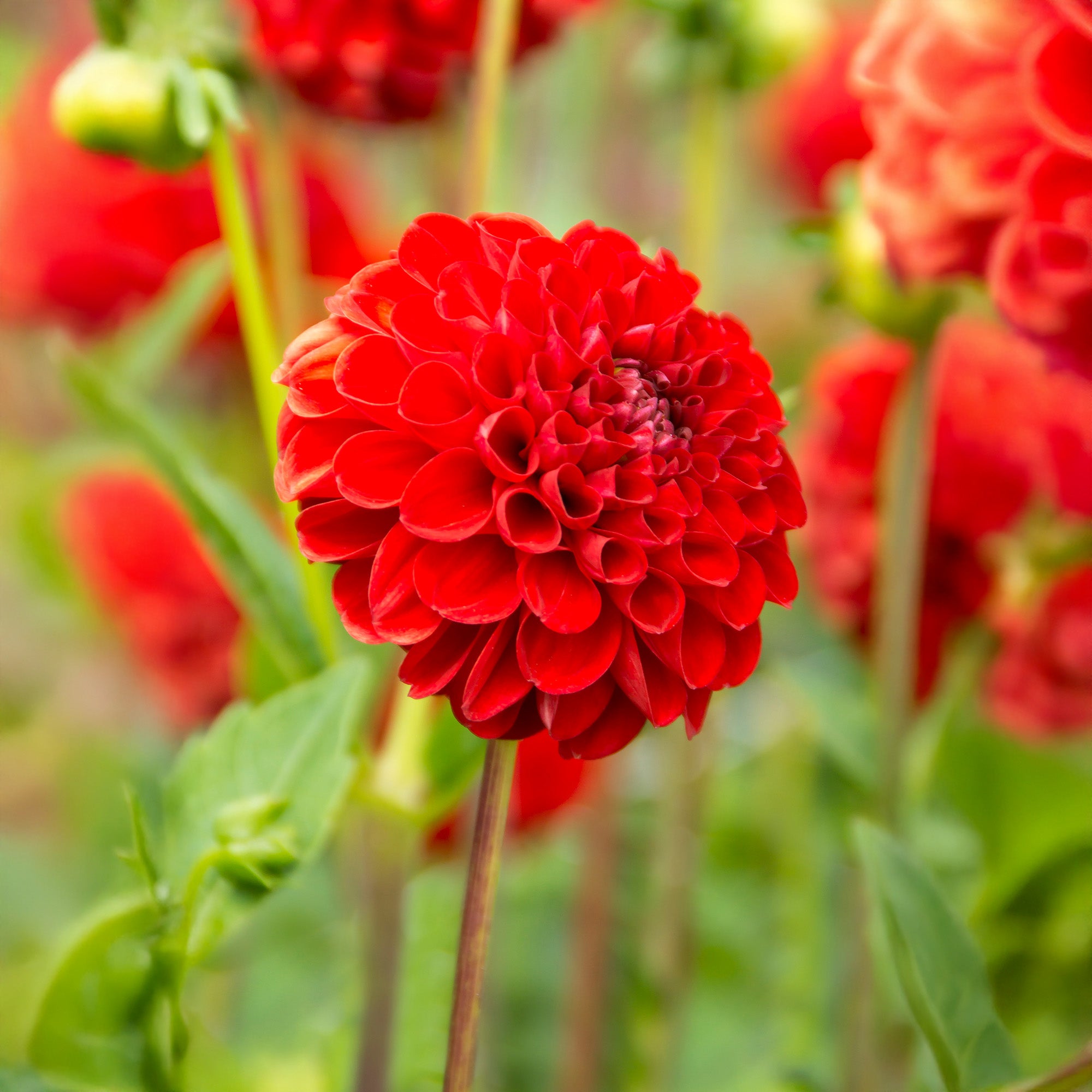 Dahlia Pompon Nescio (1 Bulb)