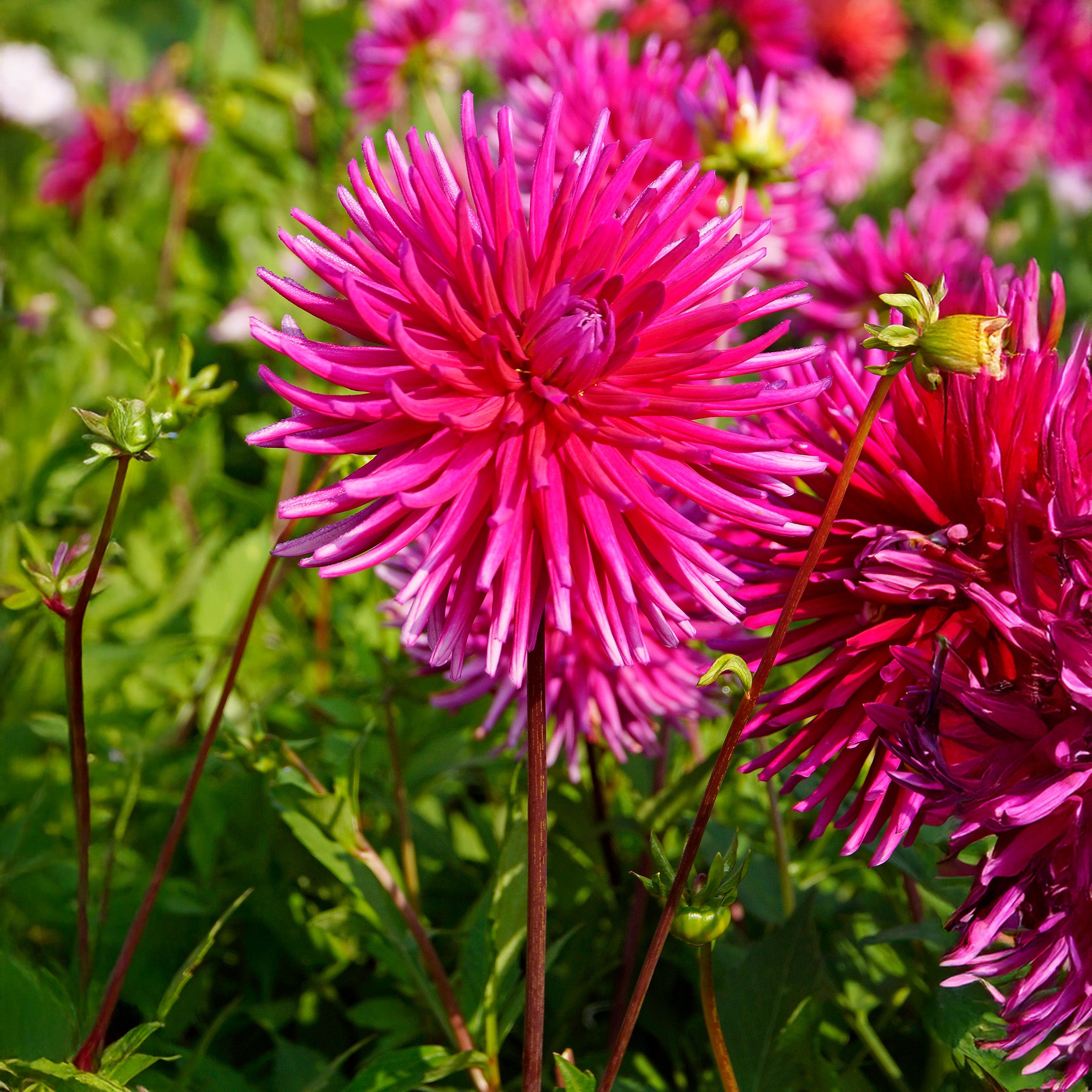 Dahlia Cactus Purple Gem (1 Bulb)