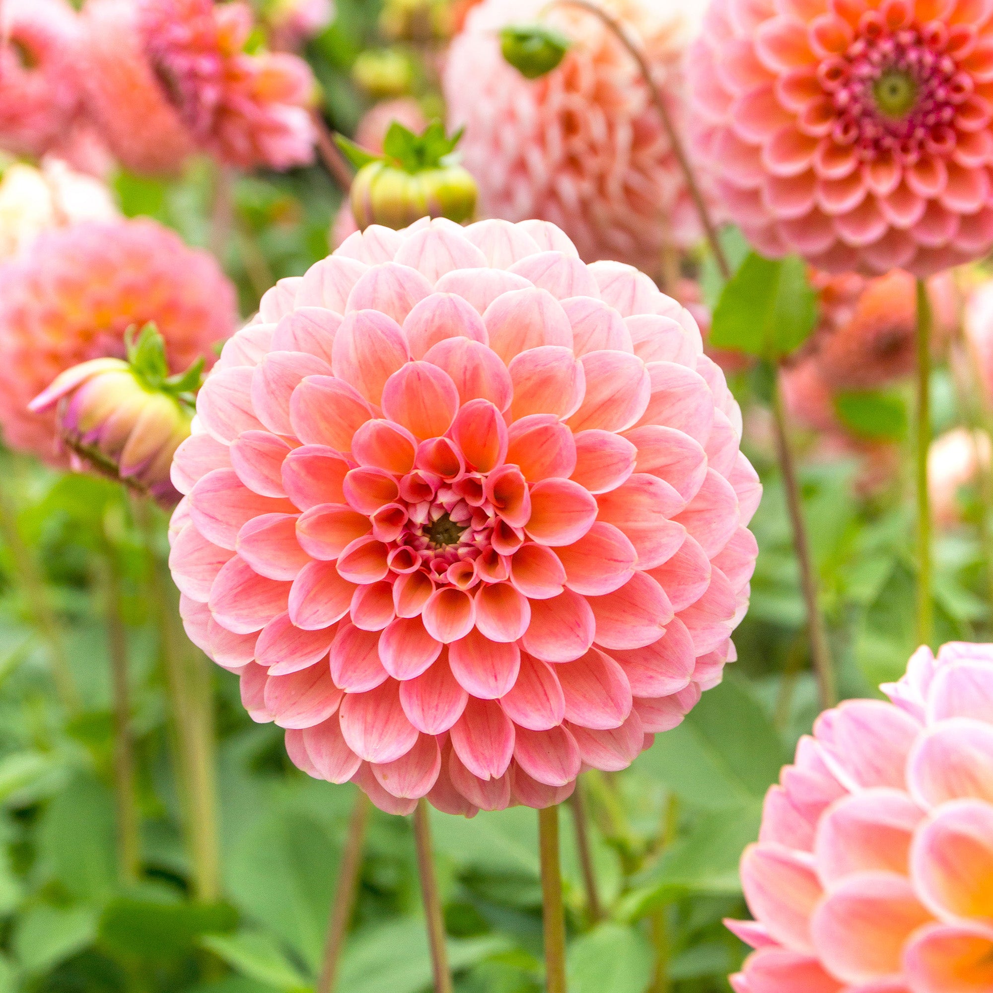 Dahlia Pompon Nathalie G (1 Bulb)
