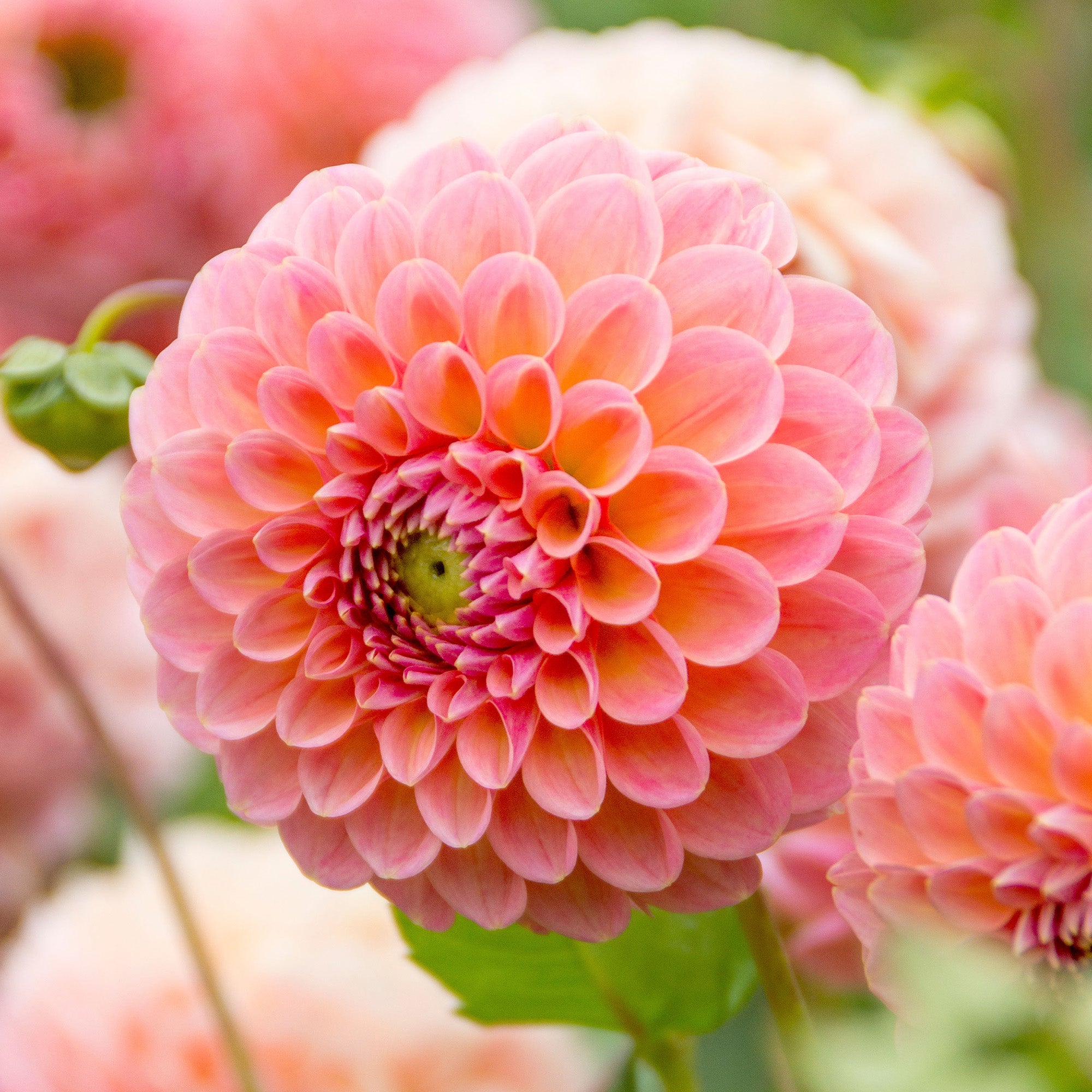 Dahlia Pompon Nathalie G (1 Bulb)