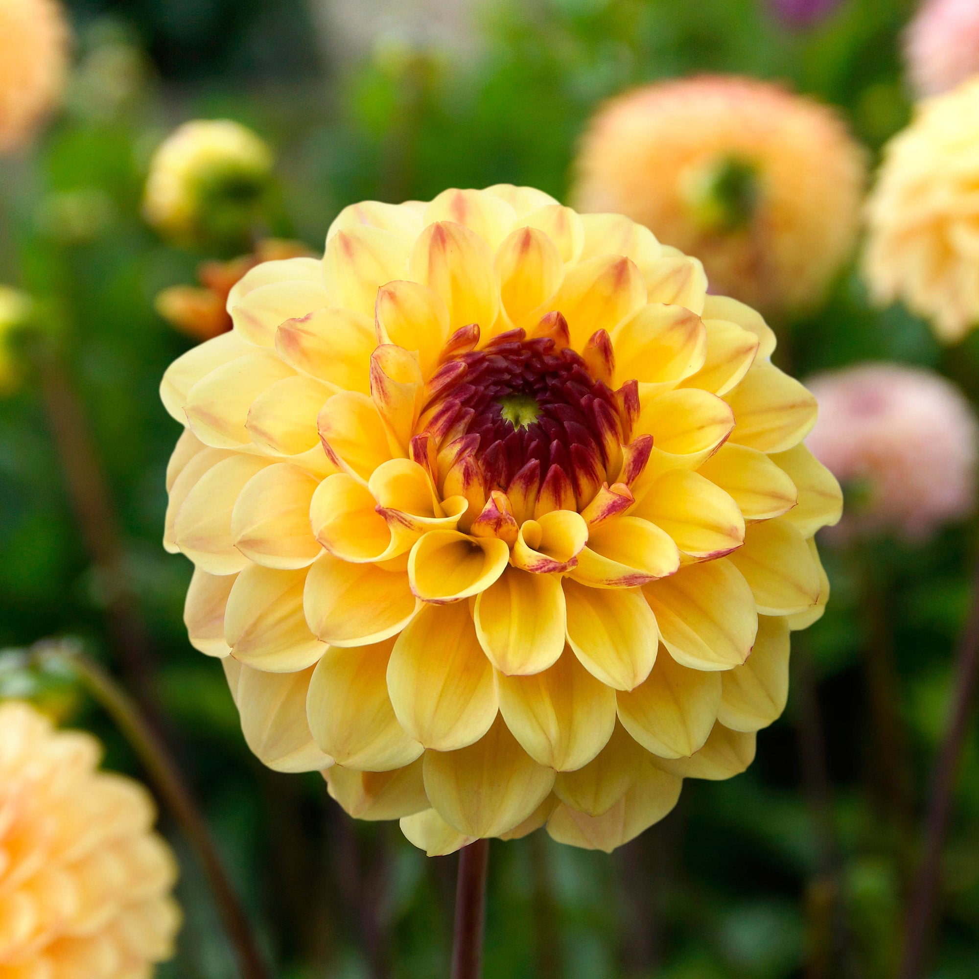 Dahlia Pompon Yellow Jill (1 Bulb)