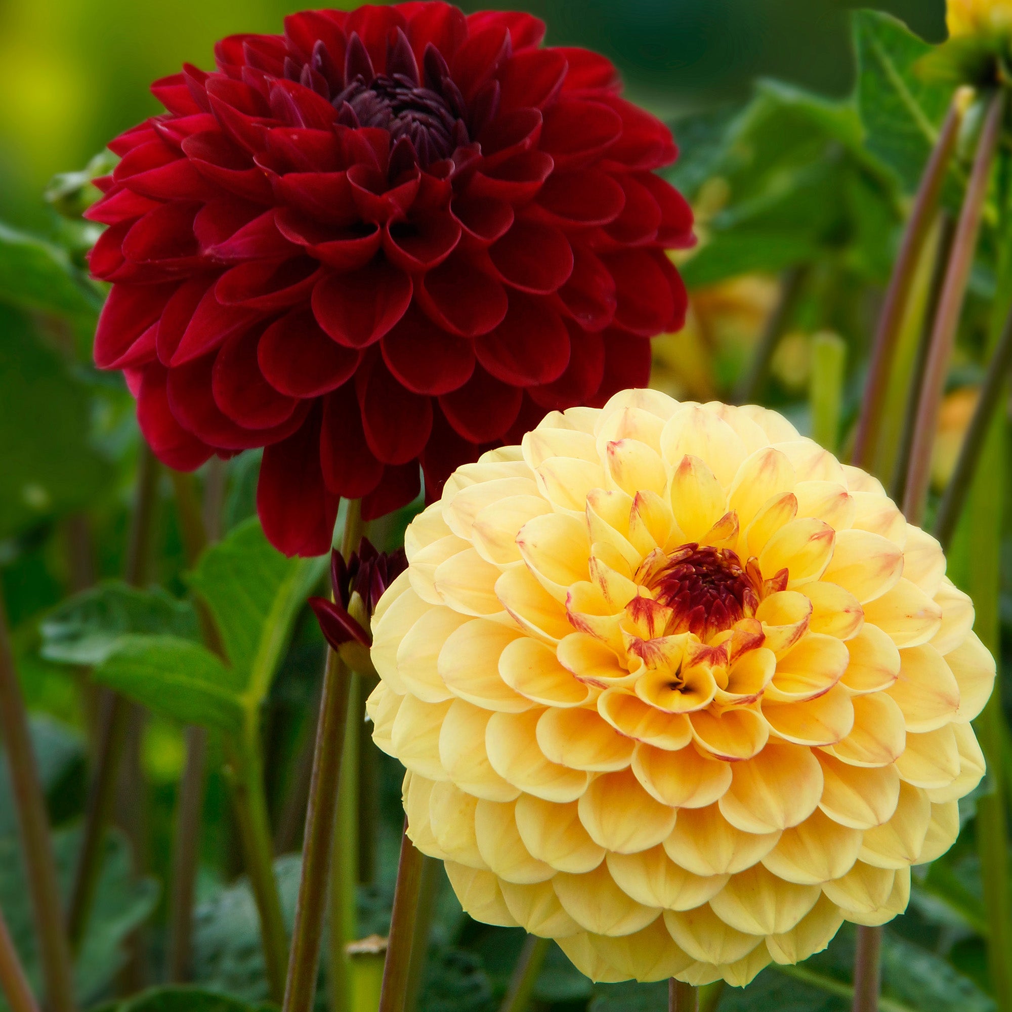 Dahlia Pompon Yellow Jill (1 Bulb)