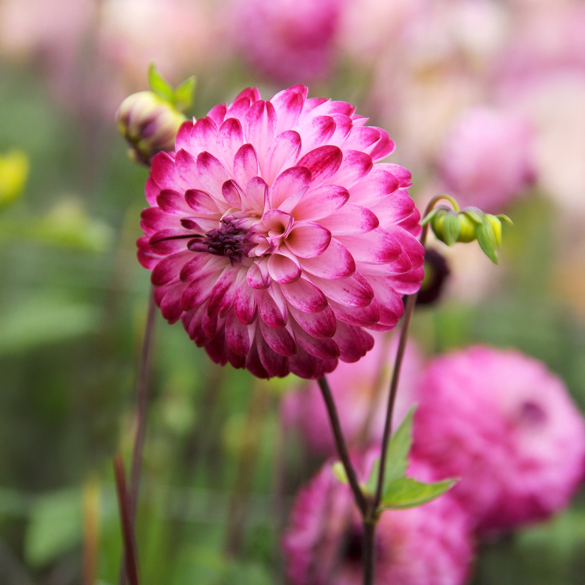 Dahlia Little Robert (1 Bulb)
