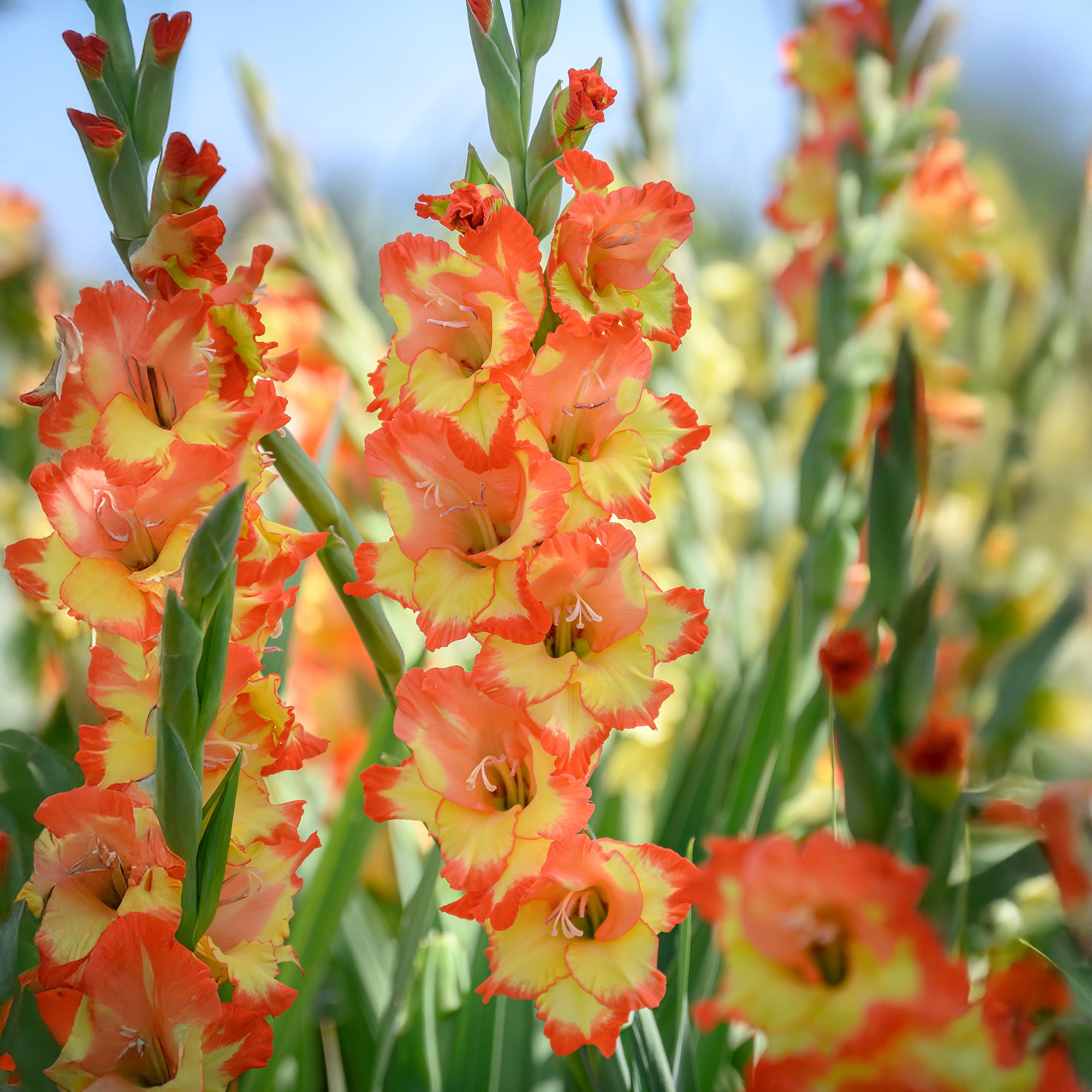 Gladiolus Princess Margareth (10 Bulbs)