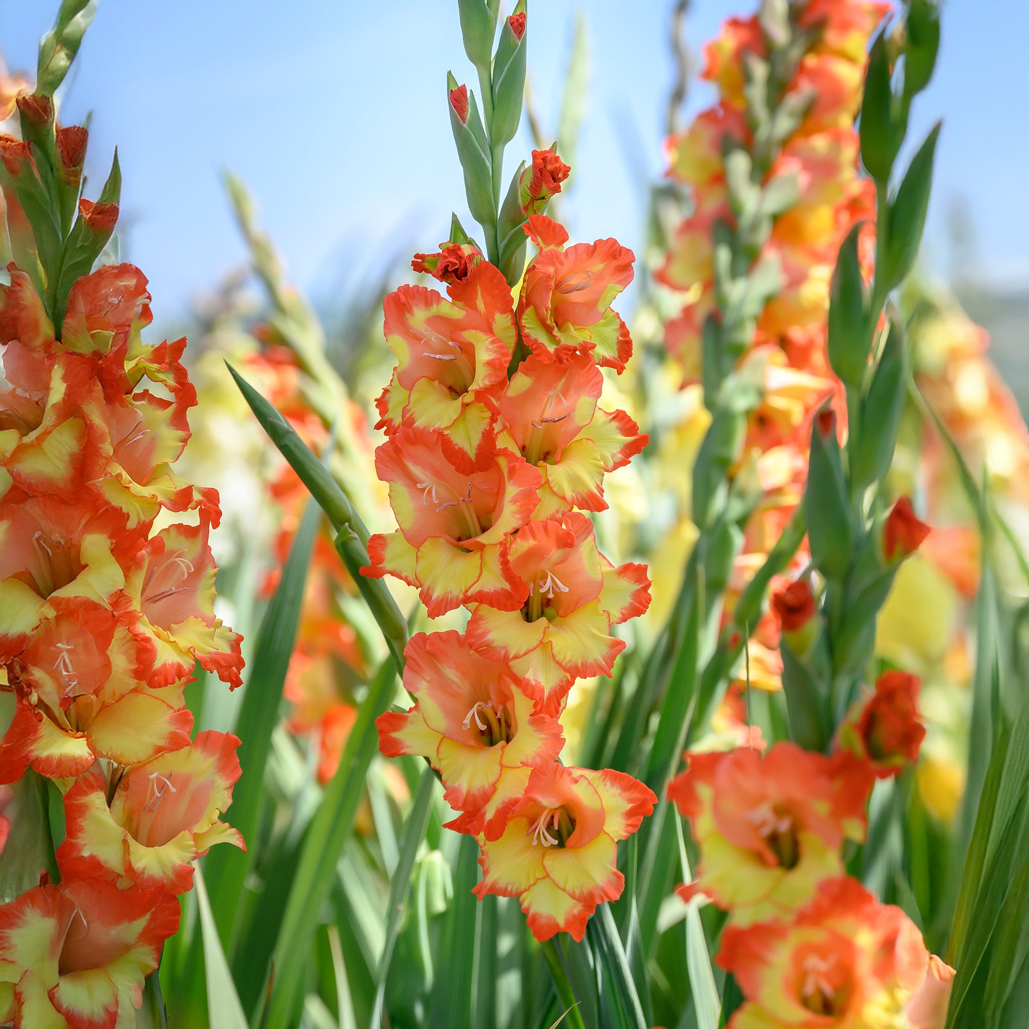 Gladiolus Princess Margareth (10 Bulbs)