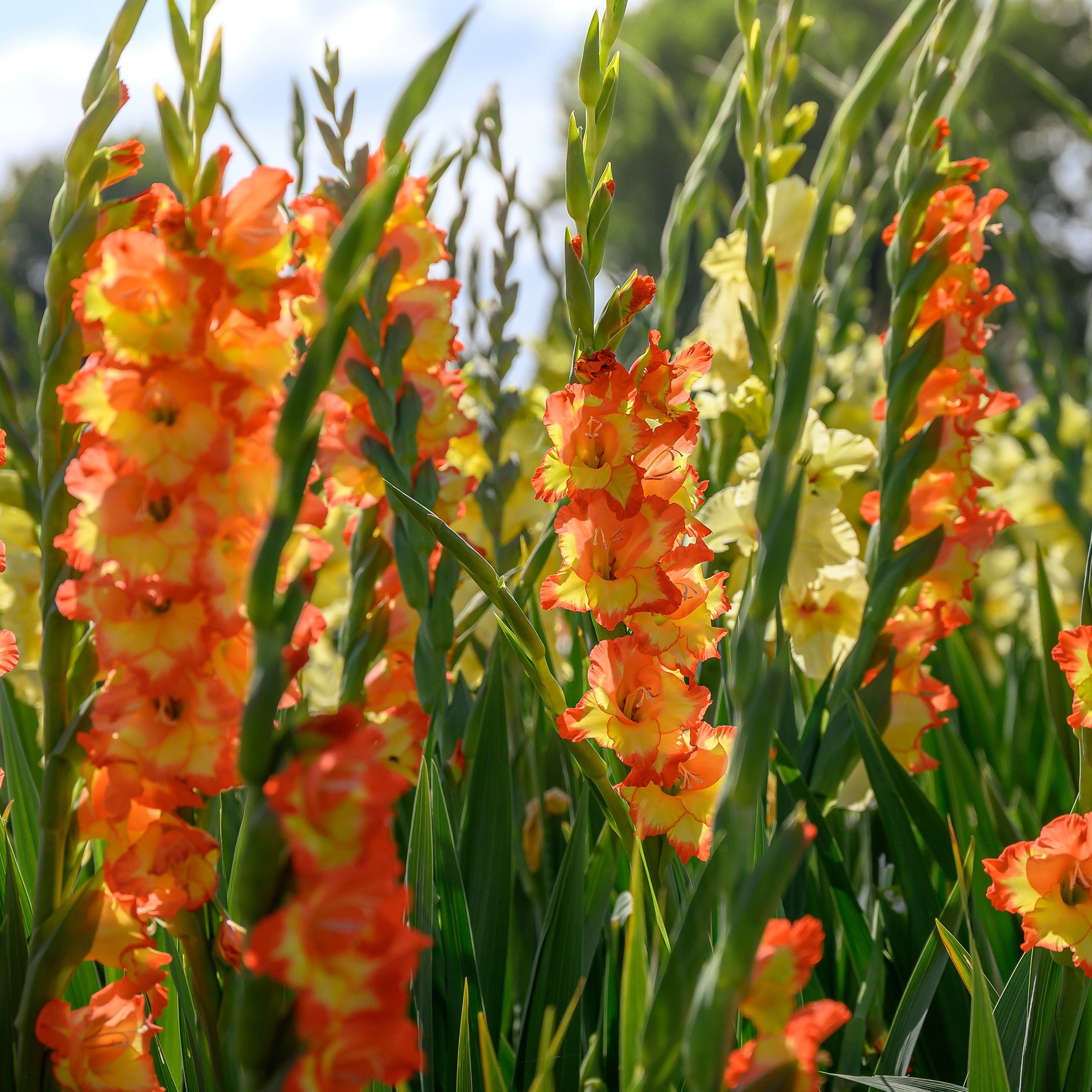 Gladiolus Princess Margareth (10 Bulbs)
