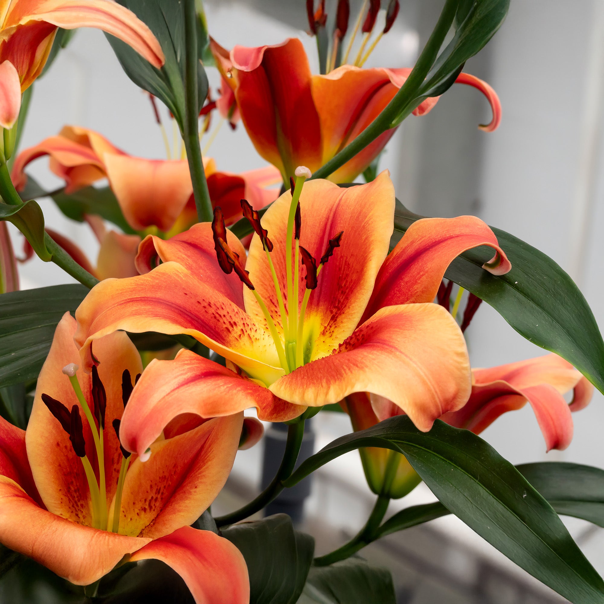 8+ Lilium Tree Lilium Like A Tree Montego Bay (2 Bulbs) – preciousplantsuk