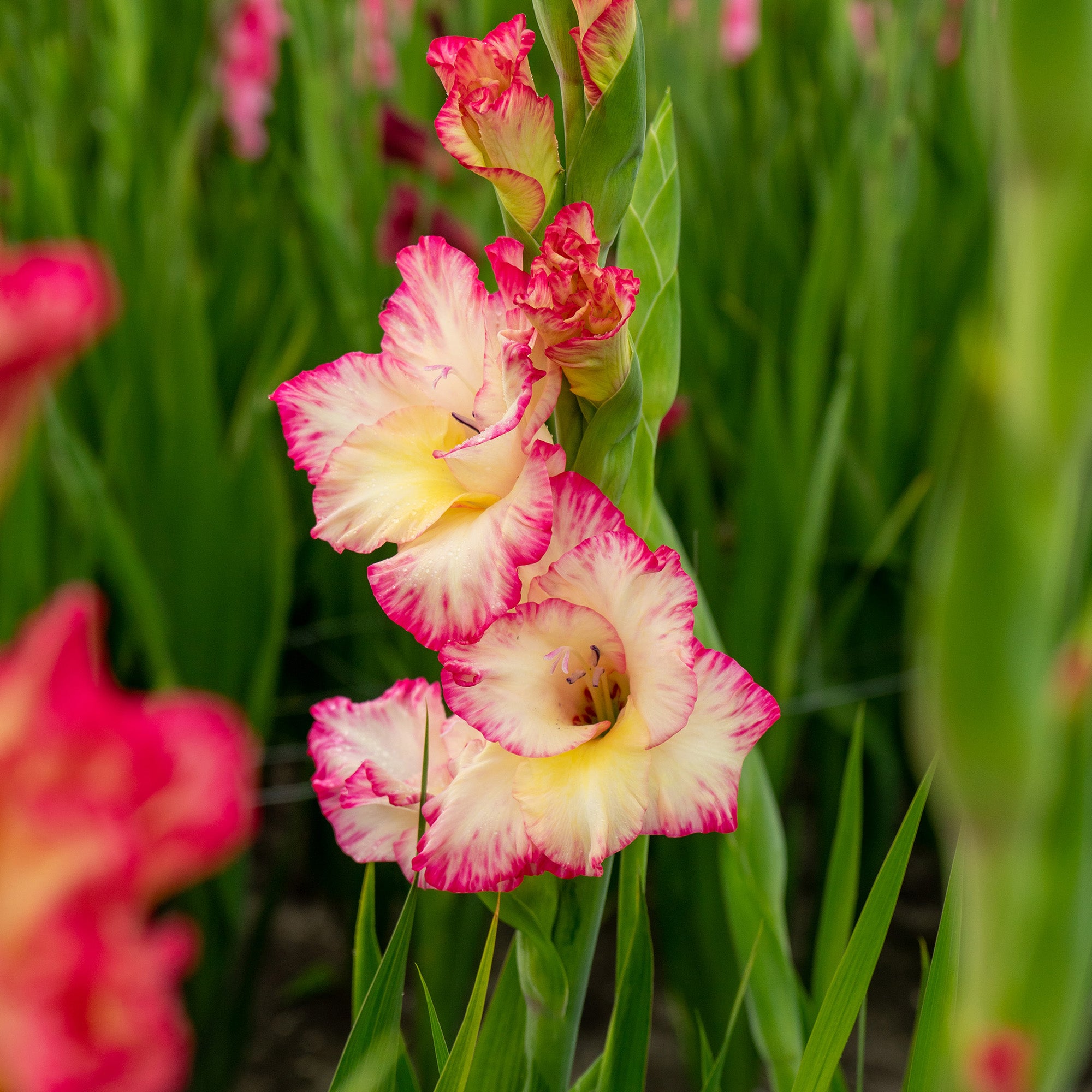 Gladiolus Priscilla (5 Bulbs)