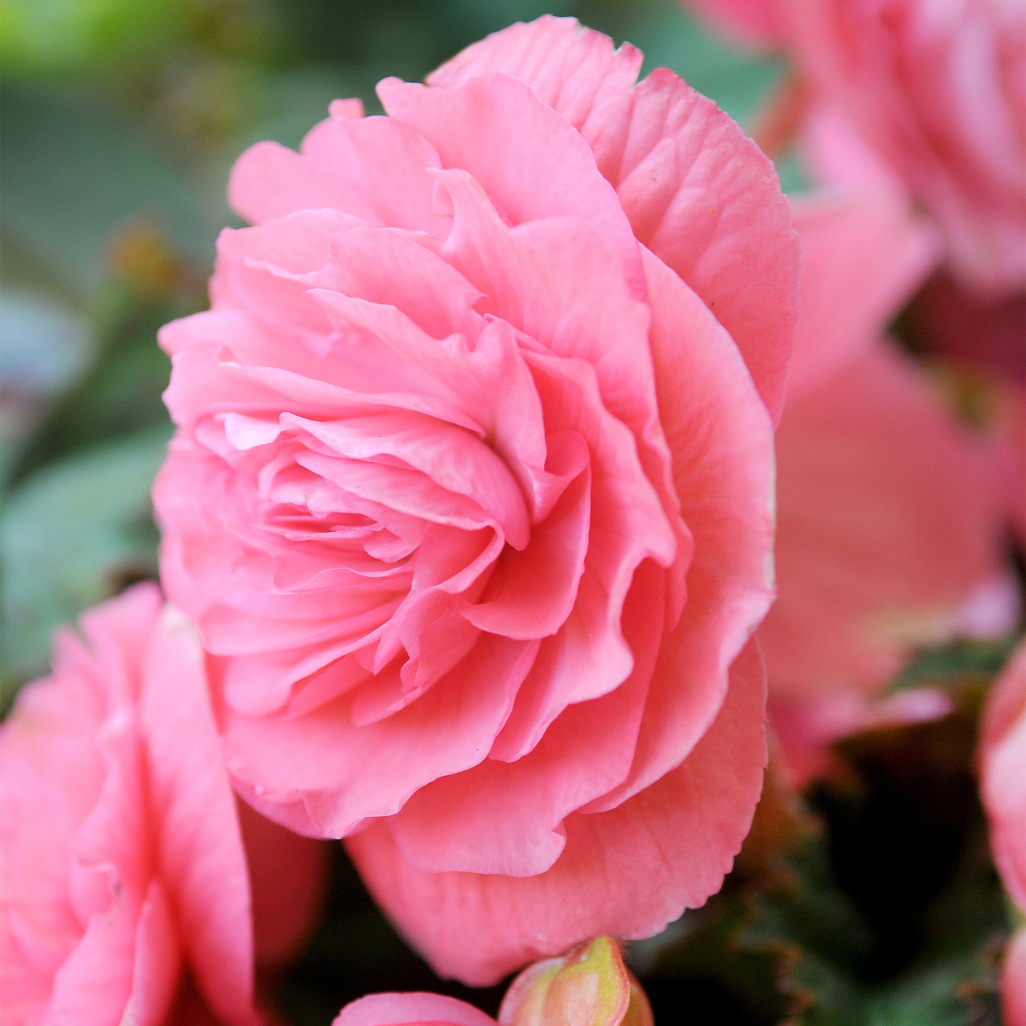 Begonia Double Pink