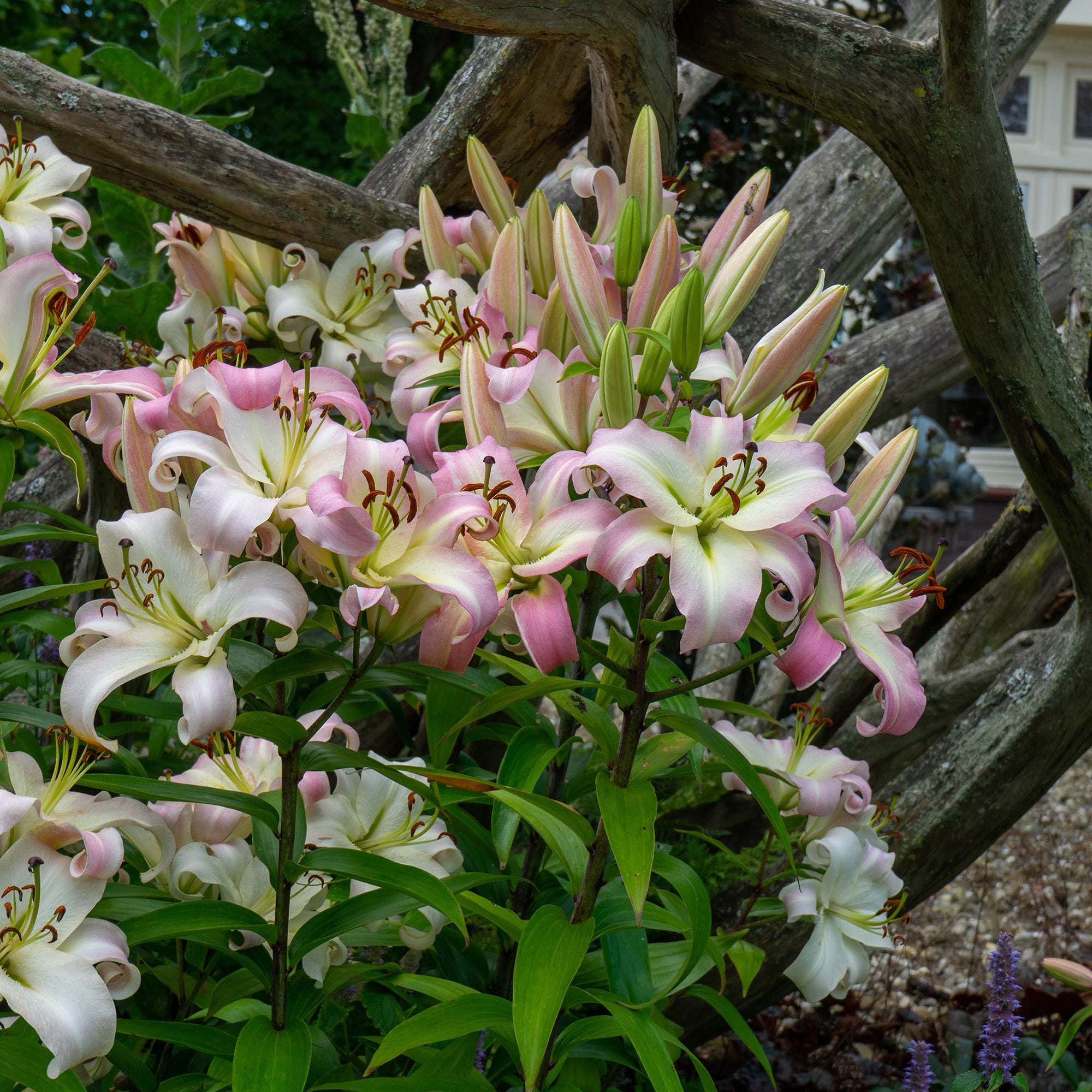 Lilium Like A Tree Pretty Woman (2 Bulbs)