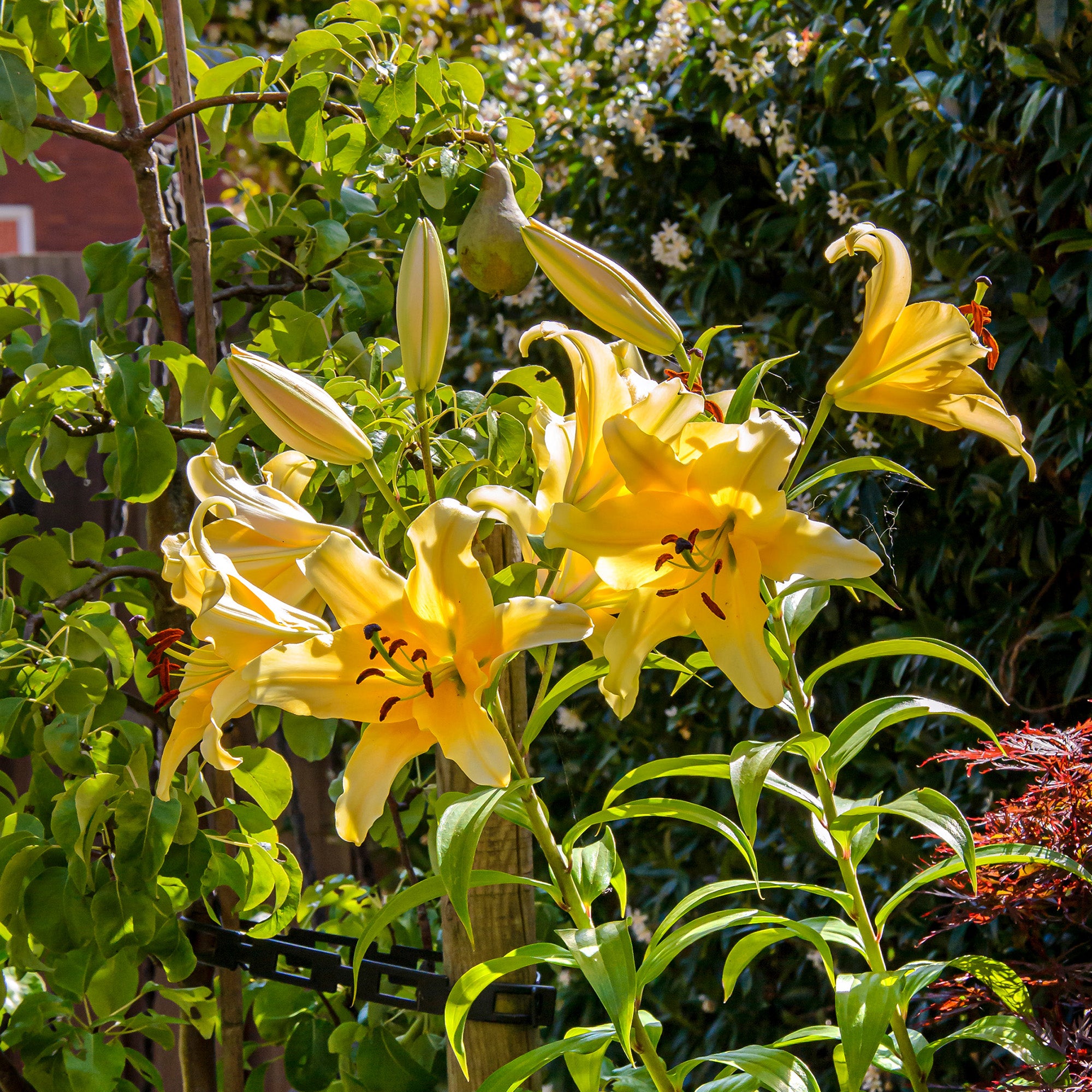 Lilium Like A Tree Honeymoon (2 Bulbs)