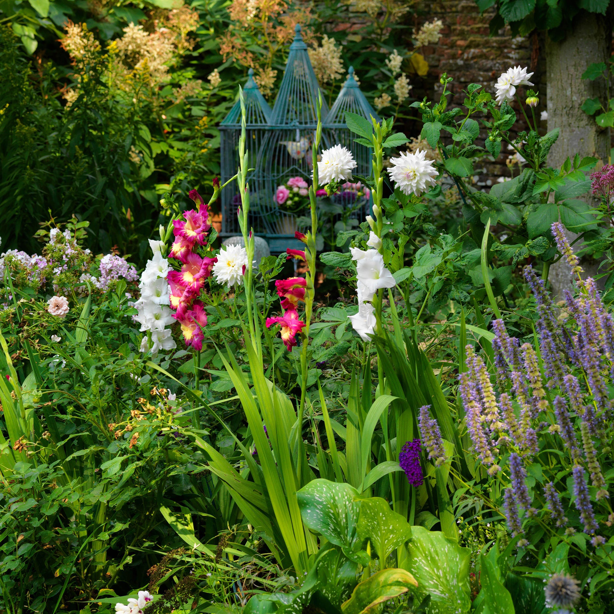 Gladiolus White Prosperity (5 Bulbs)