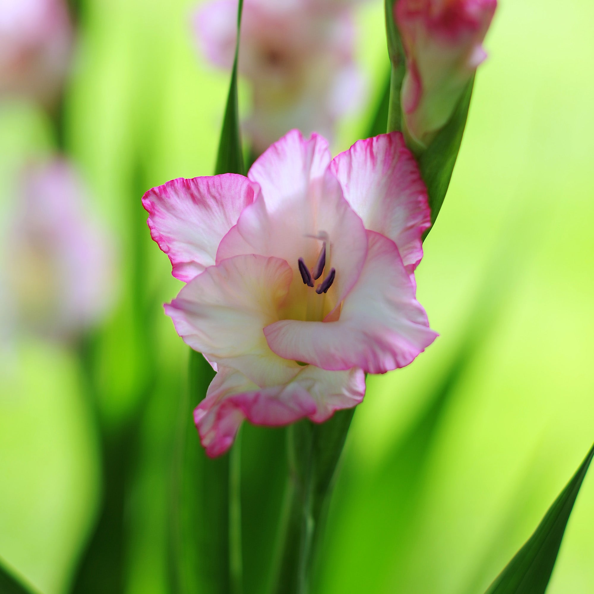 Gladiolus Priscilla (5 Bulbs)