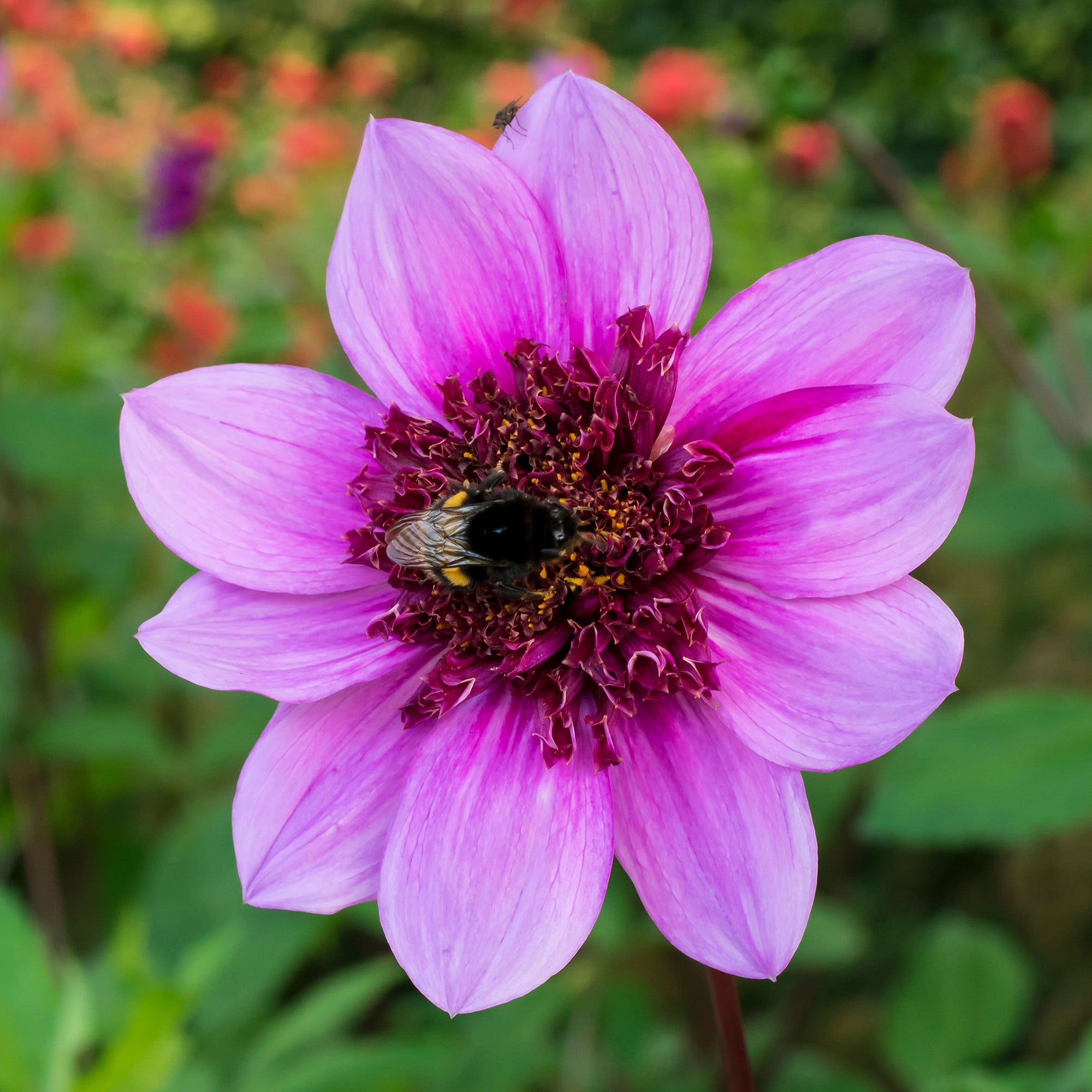 Dahlia Mignon Blue Bayou (1 Bulb)