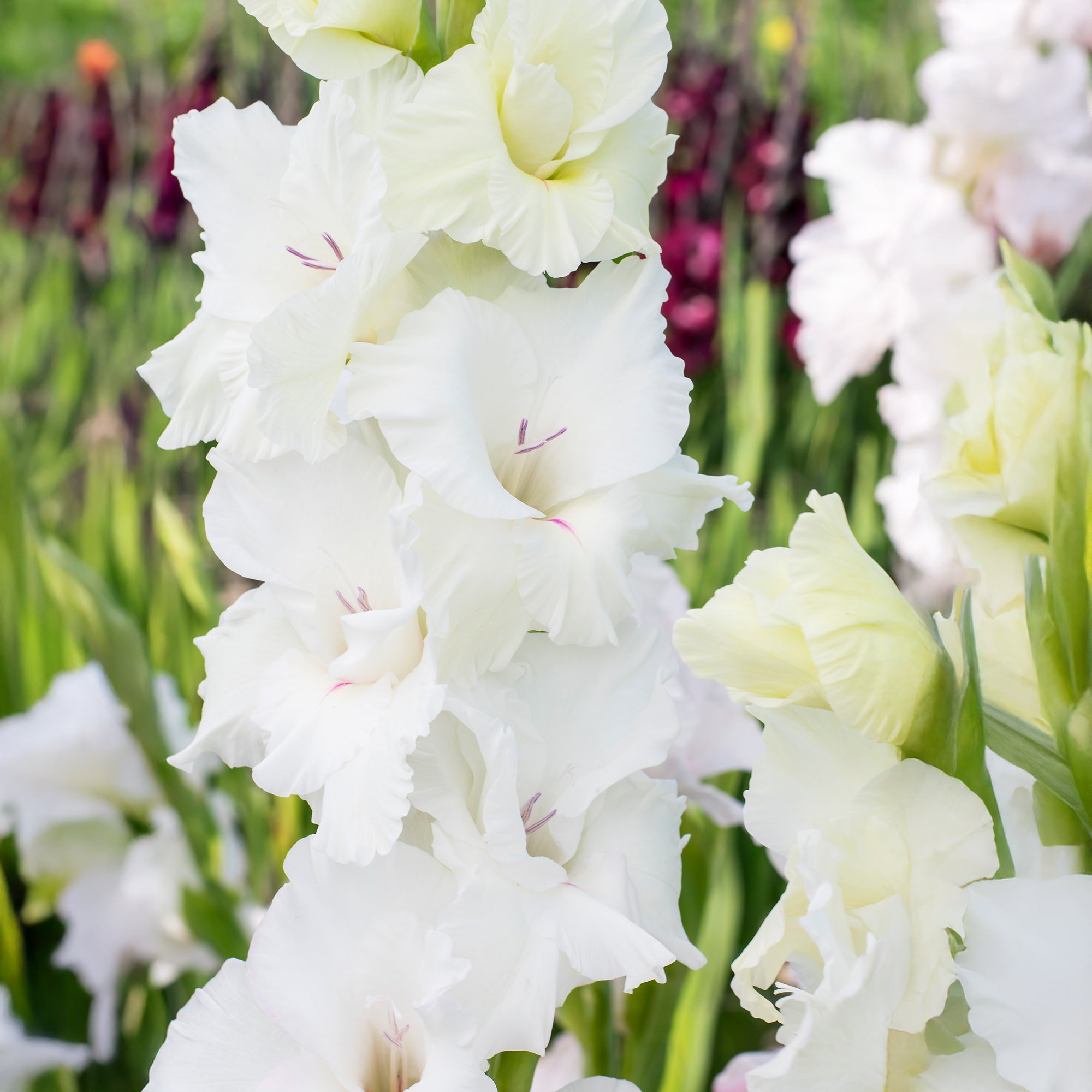 Gladiolus White Prosperity (5 Bulbs)