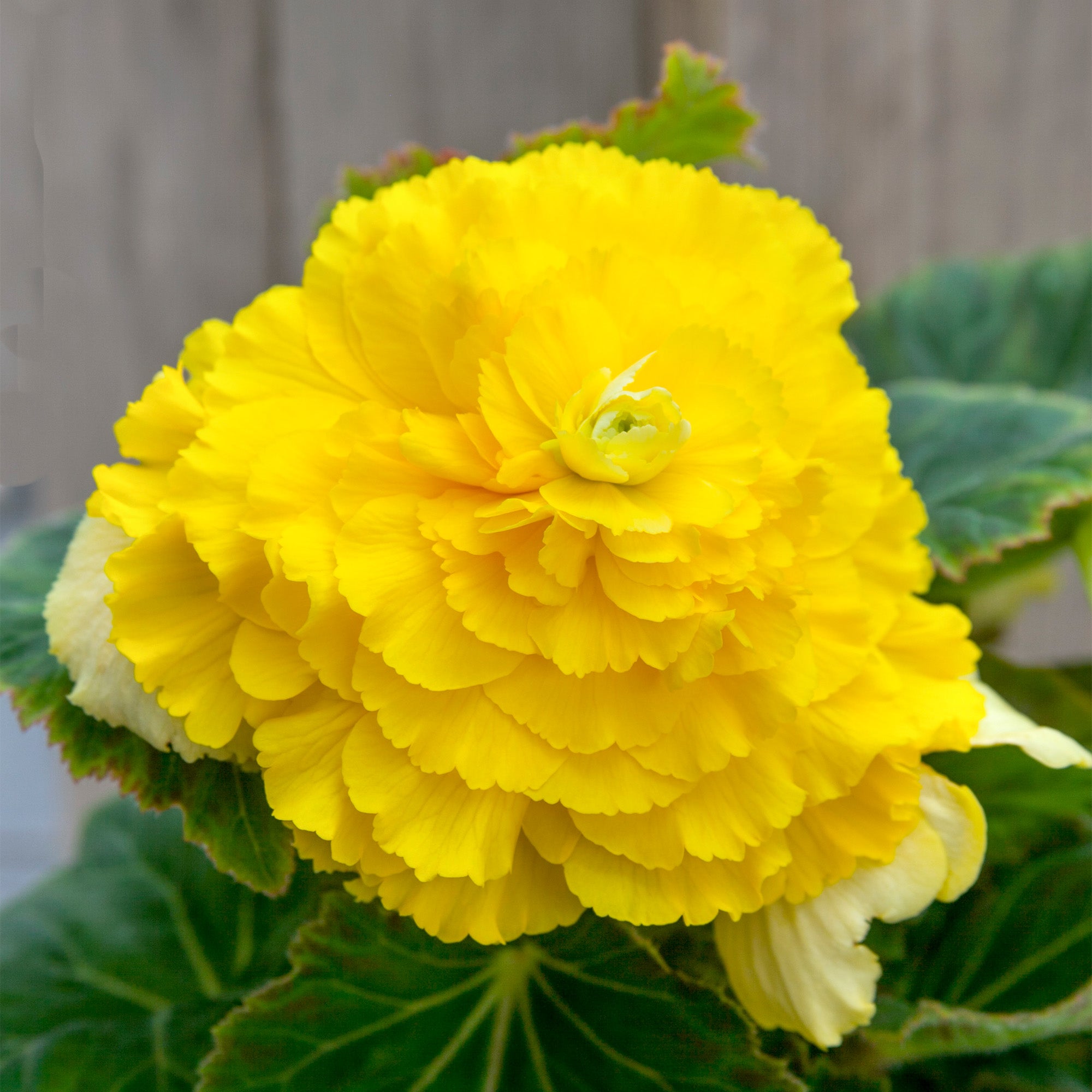 Begonia double yellow
