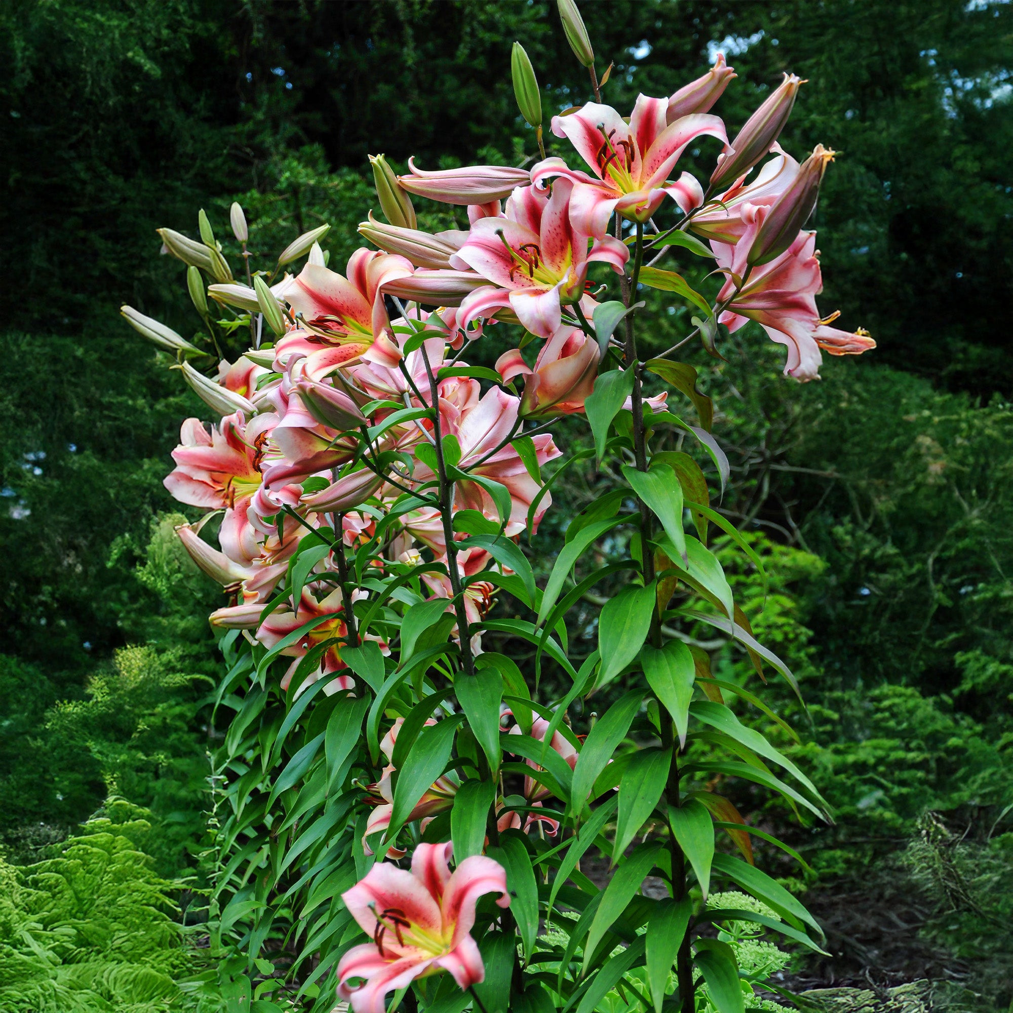 Lilium Like A Tree Olympic Torch (2 Bulbs)