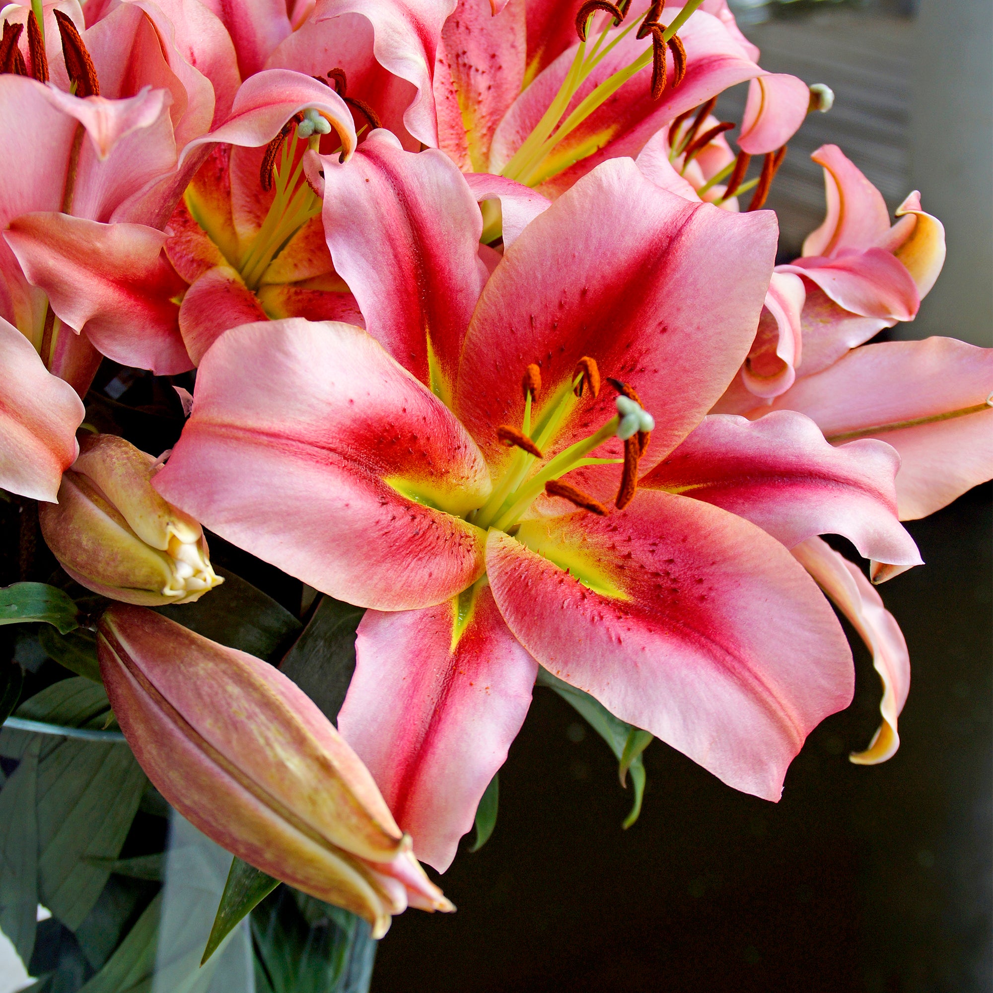 Lilium Like A Tree Olympic Torch (2 Bulbs)