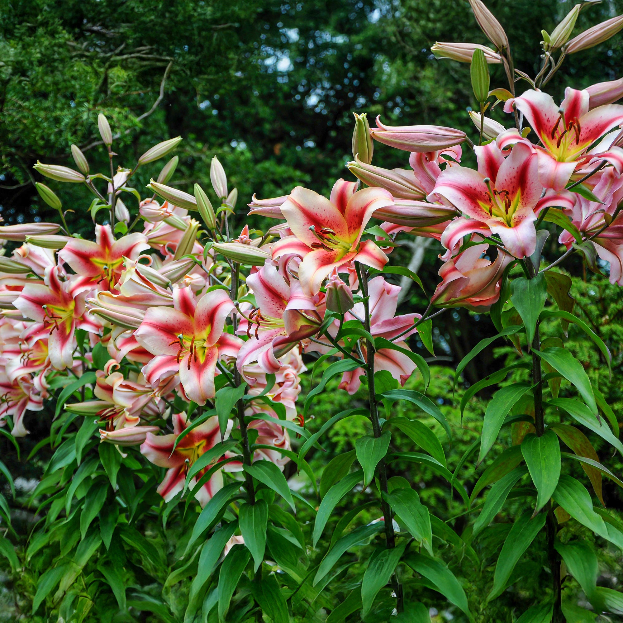 Lilium Like A Tree Olympic Torch (2 Bulbs)