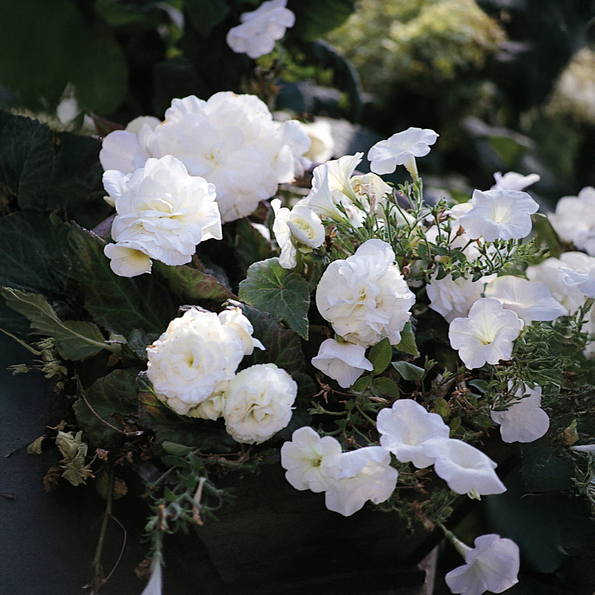 Begonia Double White
