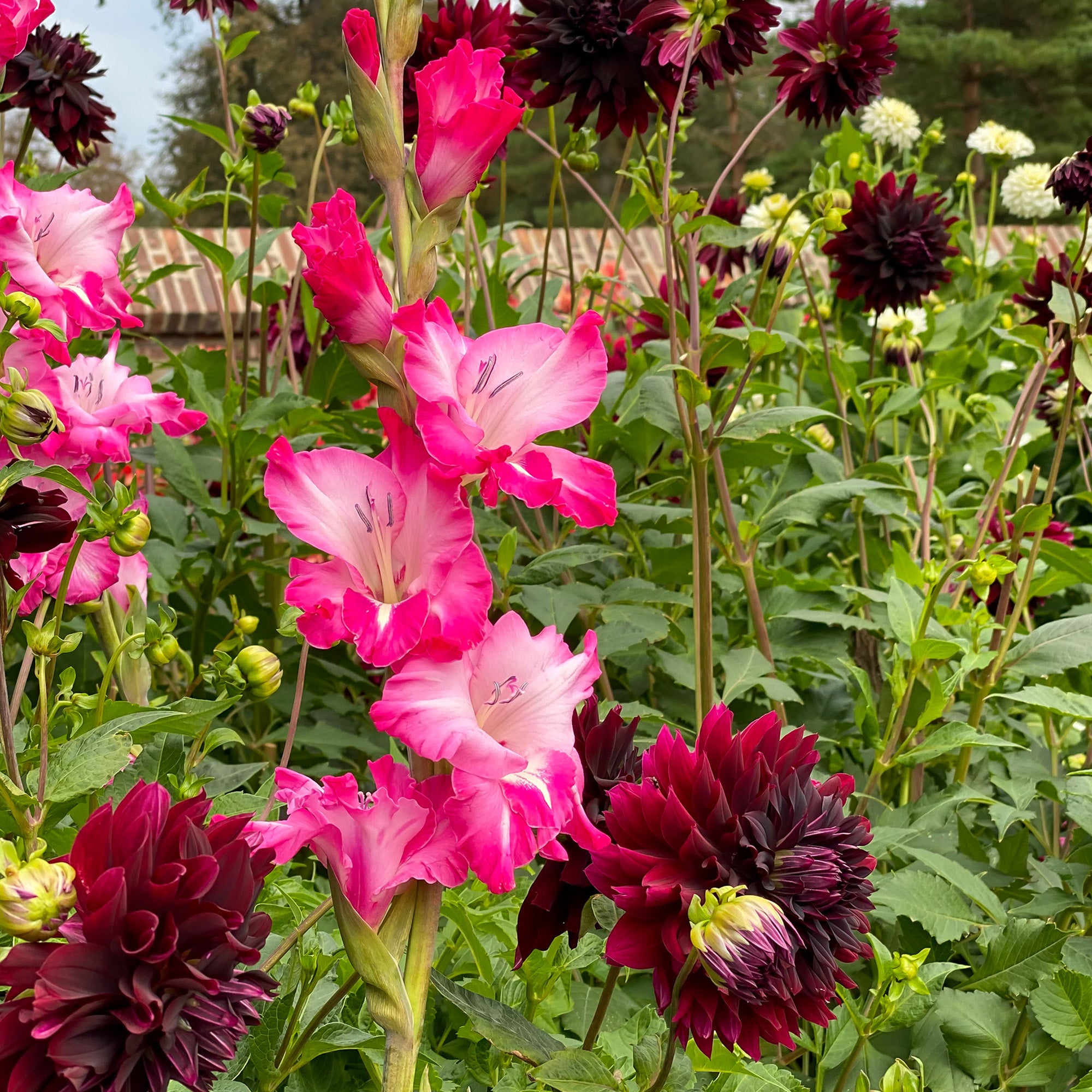 Dahlia Rip City (1 Bulb)