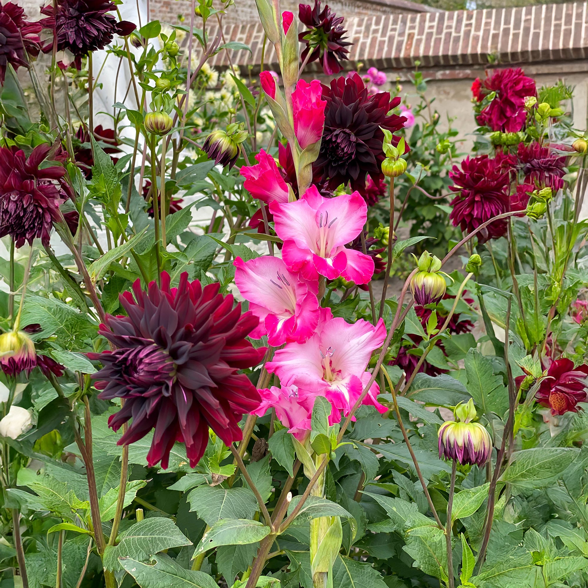 Dahlia Rip City (1 Bulb)