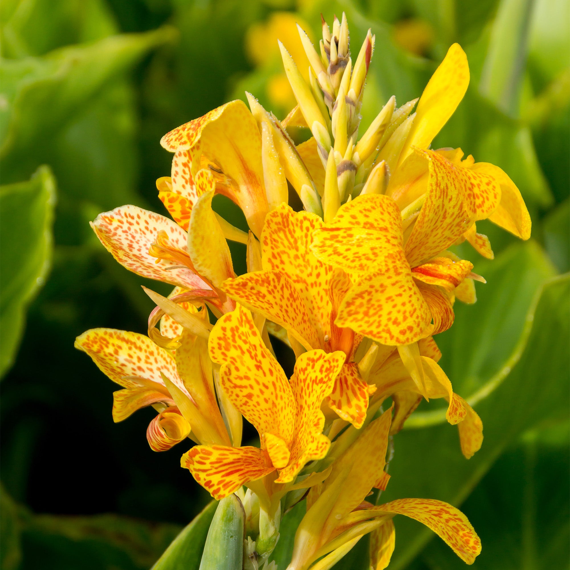 Canna Picasso (2 Bulbs)