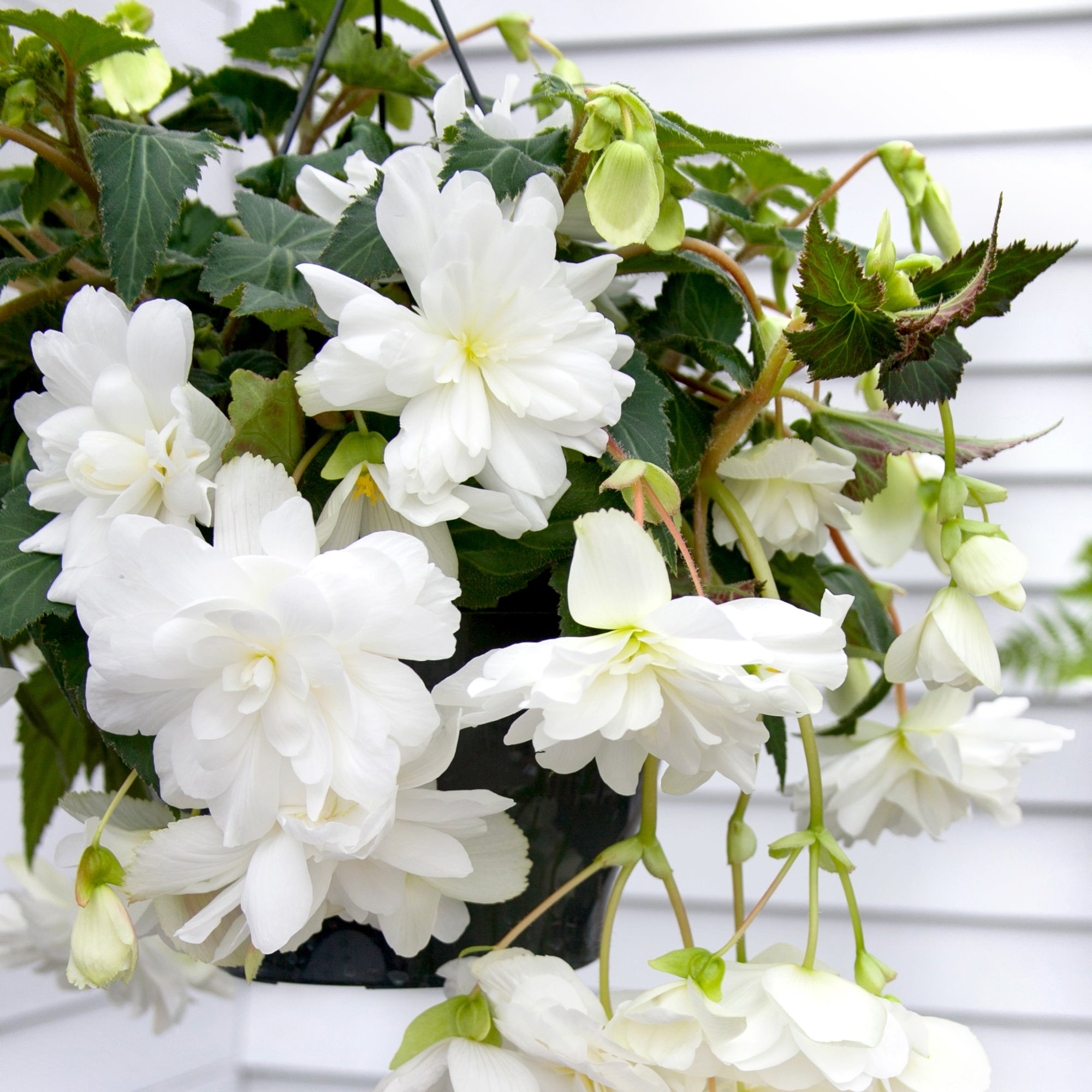 Begonia pendula white