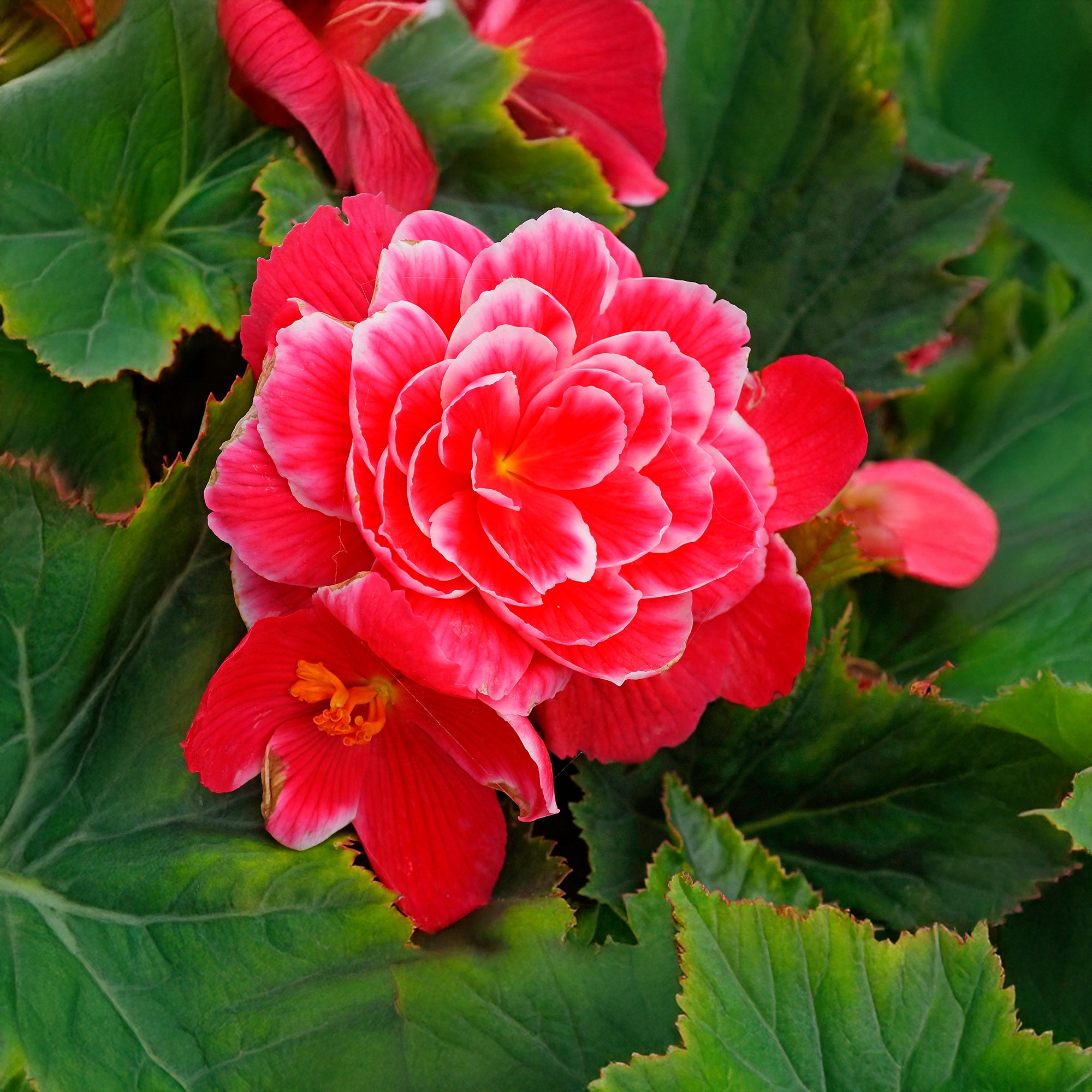 Begonia Camelia Flora