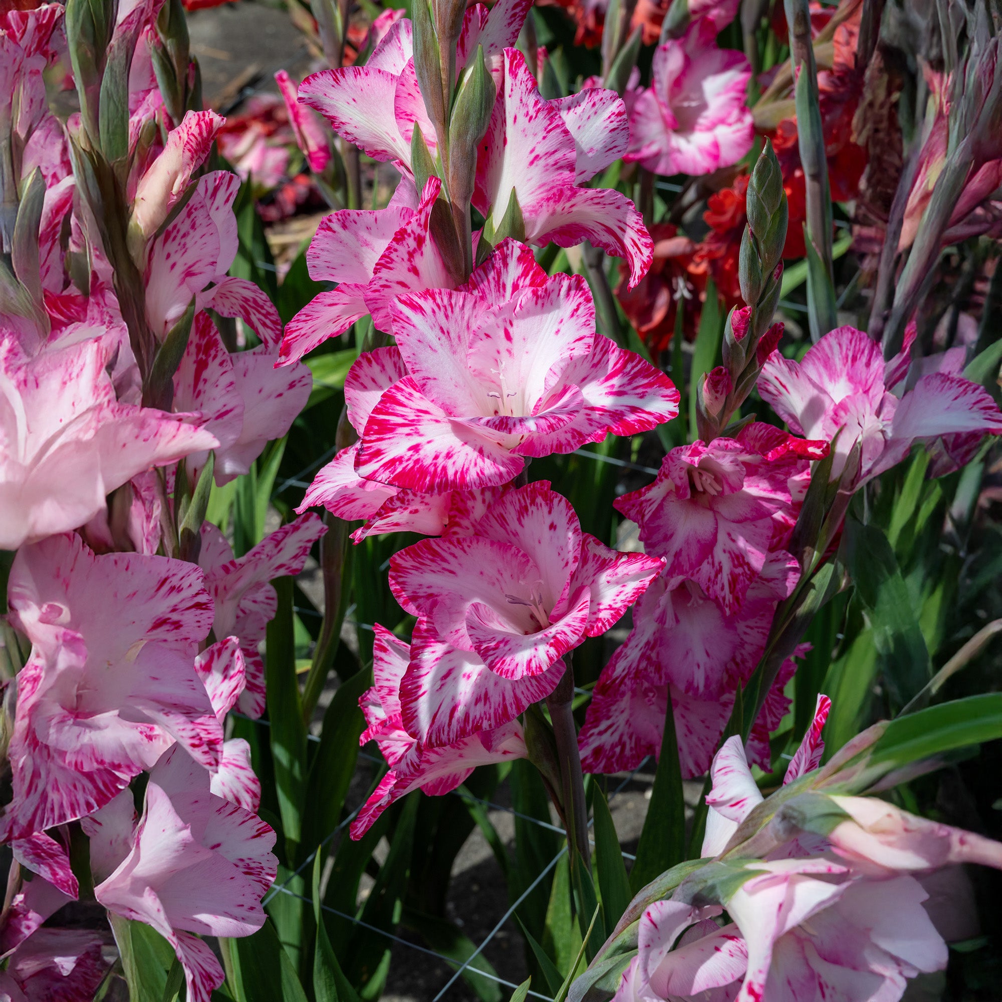 Gladiolus My Love (5 Bulbs)