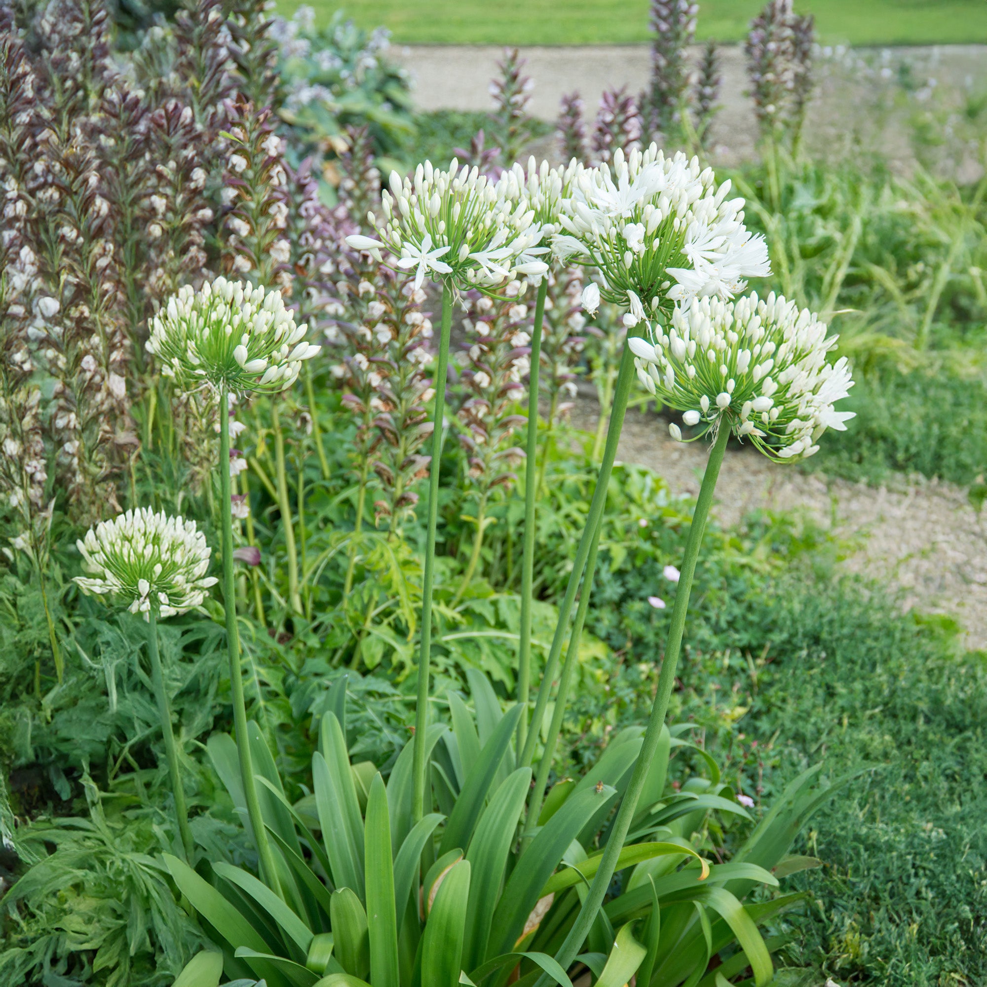 Agapanthus white (1 Bulb)
