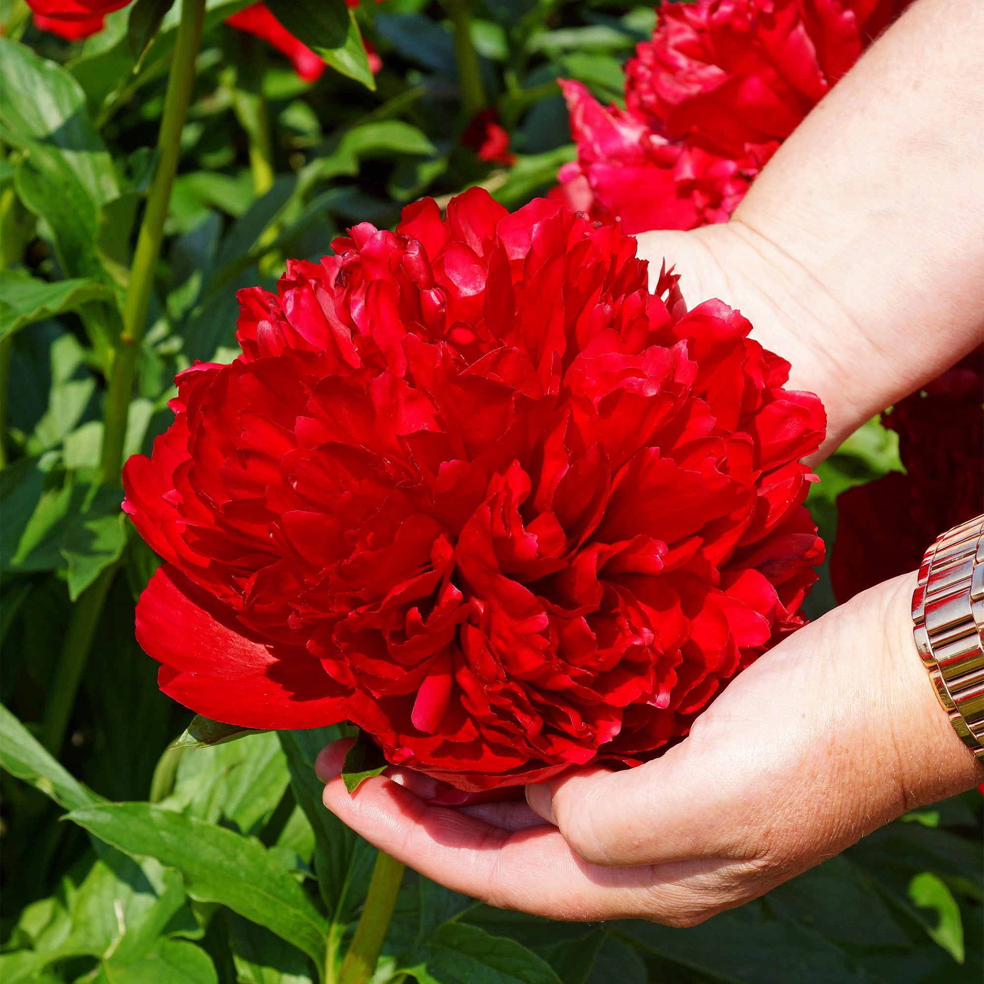 Paeonia officinalis red (1 Bulb)