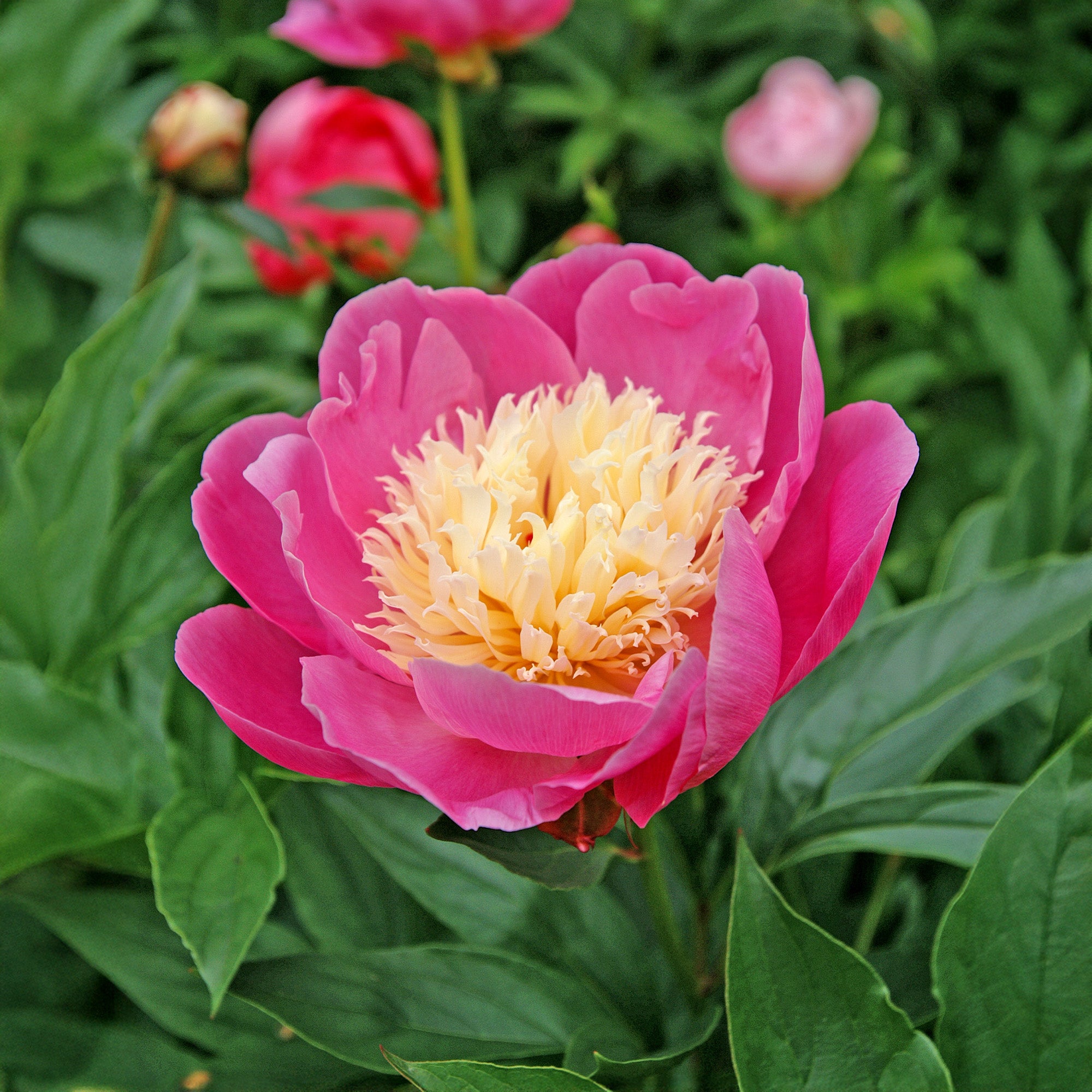 Paeonia Bowl of Beauty (1 Bulb)