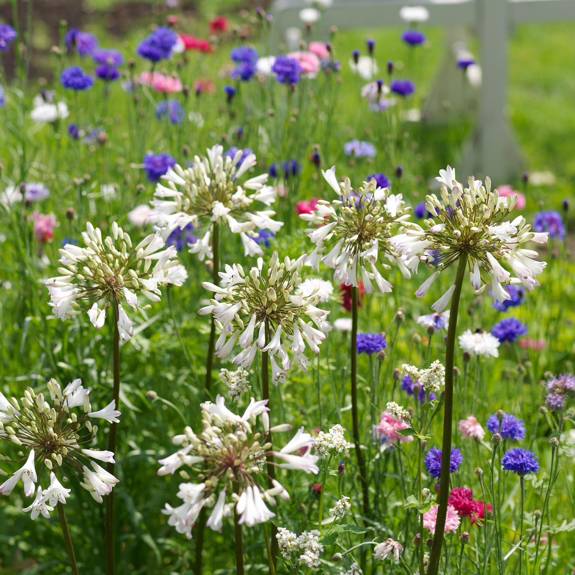 Agapanthus white (1 Bulb)