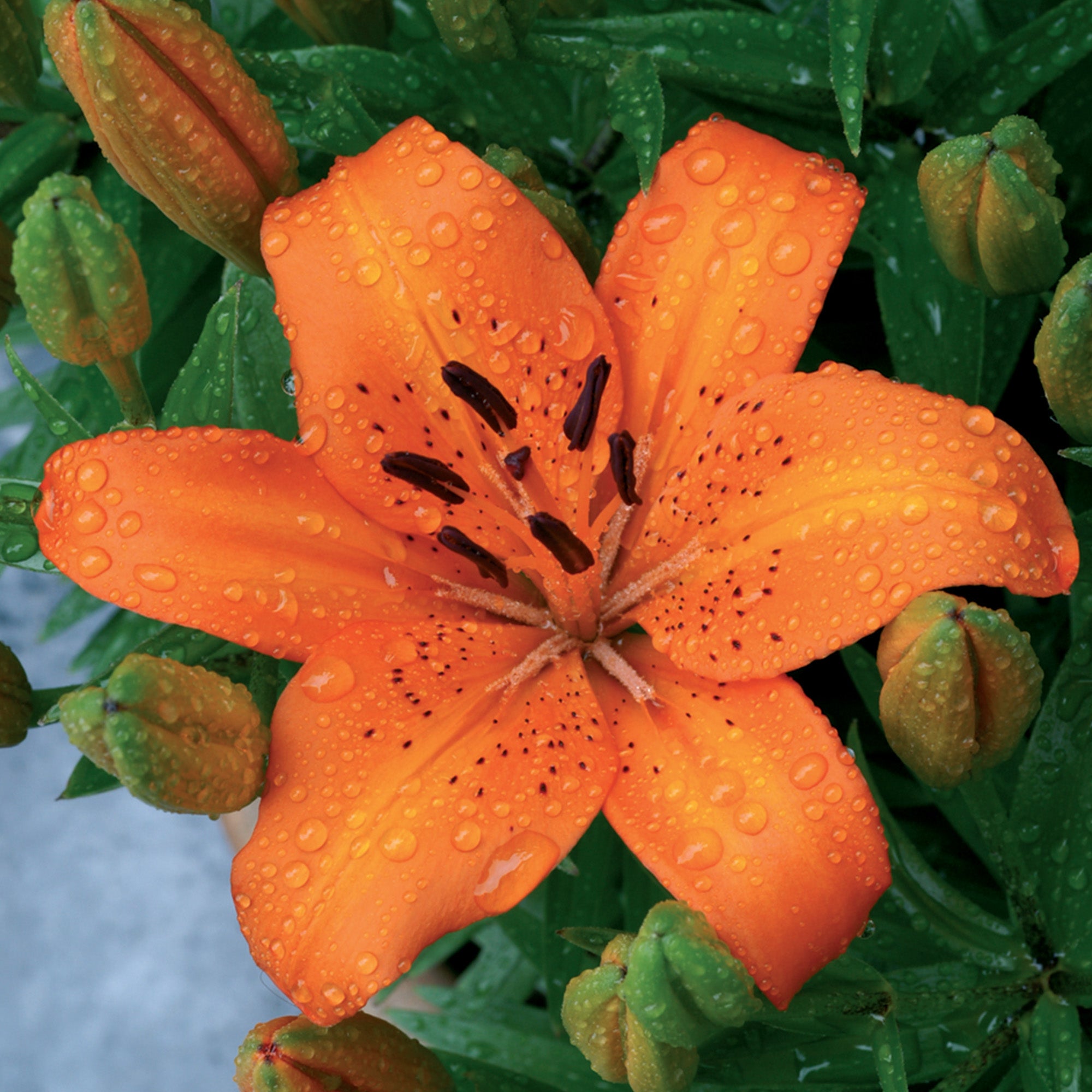 Lilium Orange (1 Bulb)