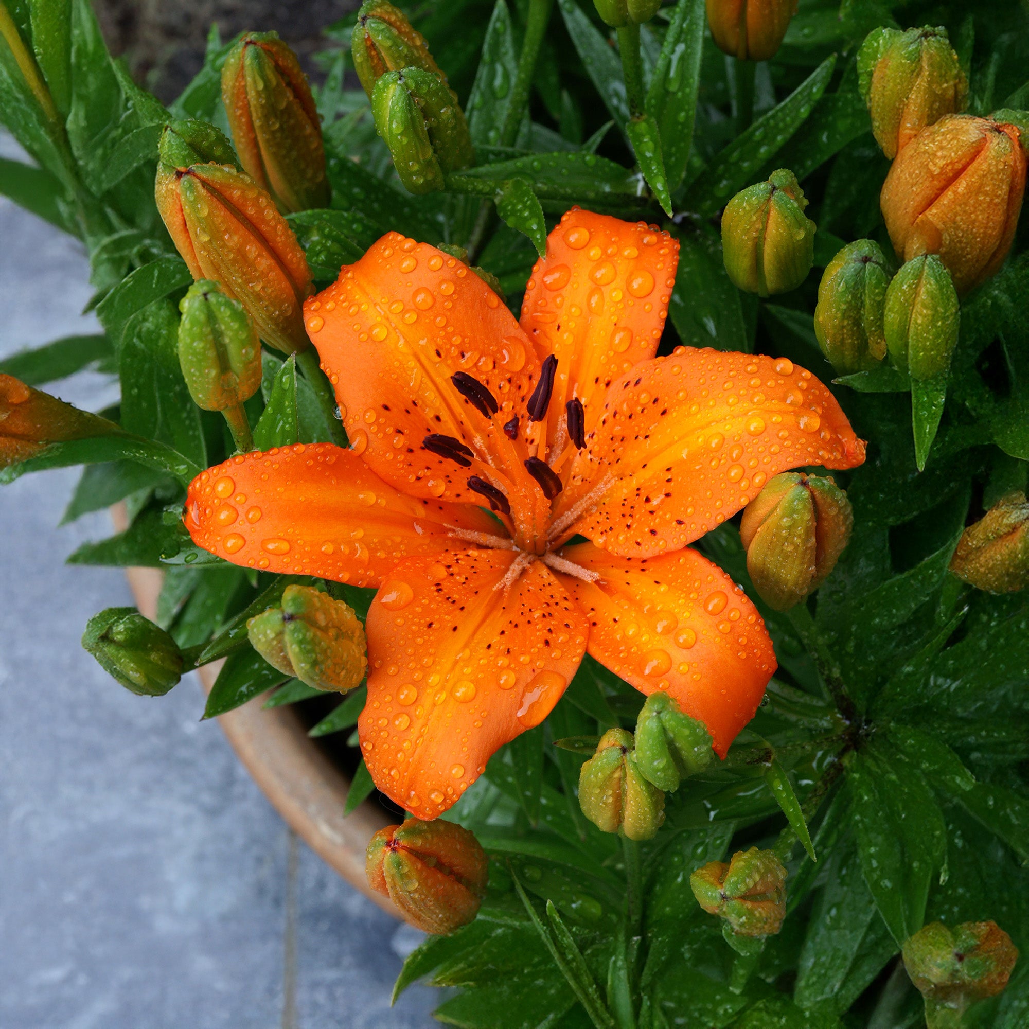 Lilium Orange (1 Bulb)
