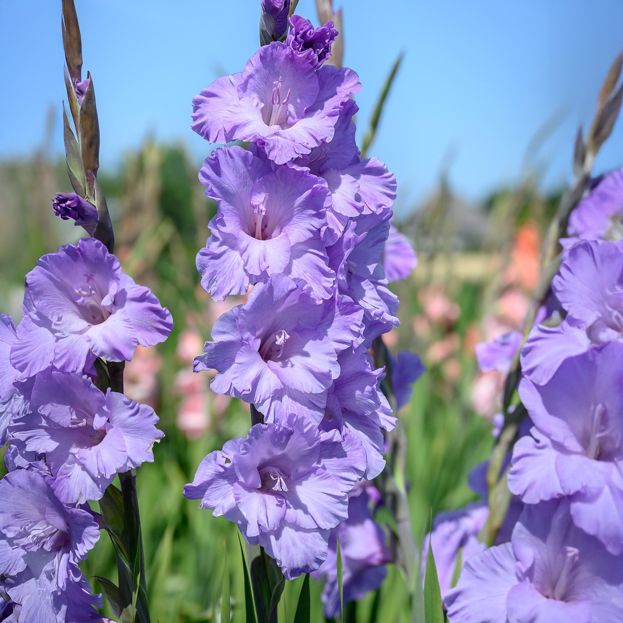 Gladiolus Milka (8 Bulbs)