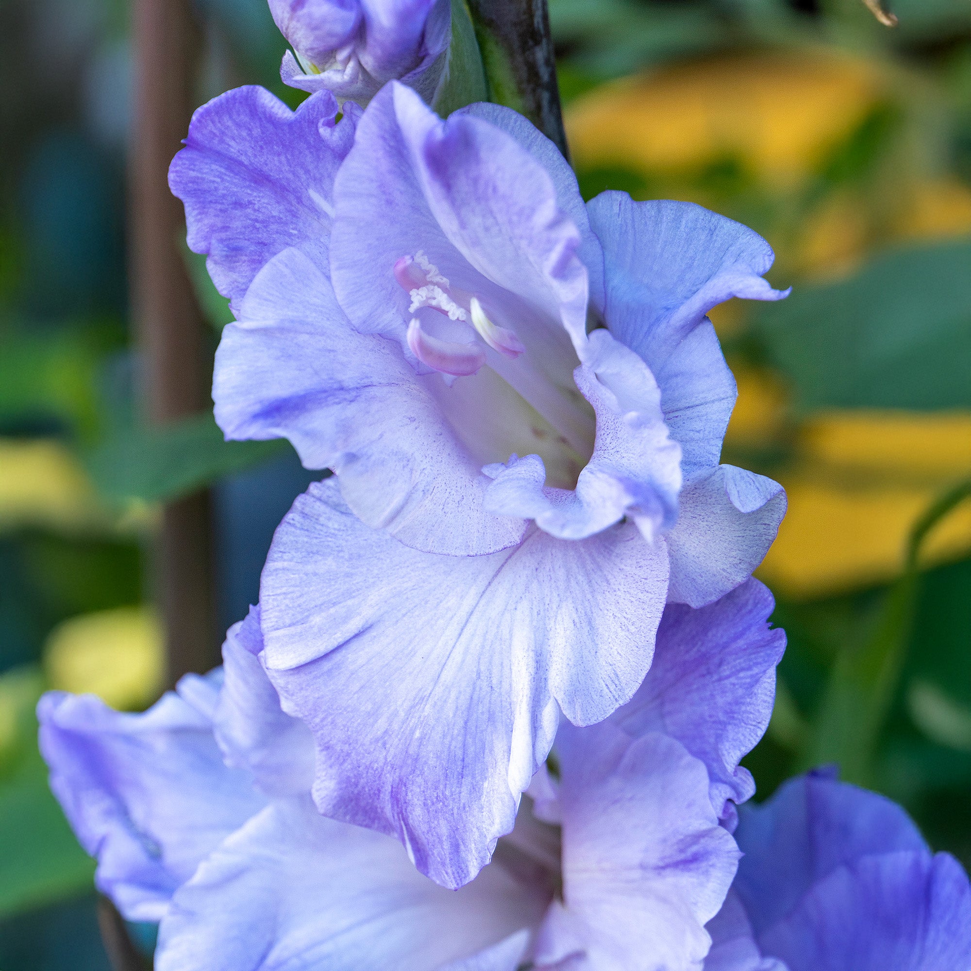 Gladiolus Milka (8 Bulbs)