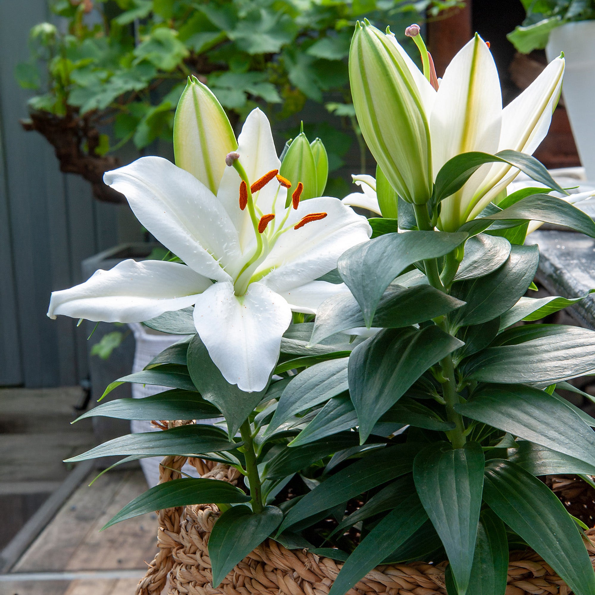 Lilium White (1 Bulb)